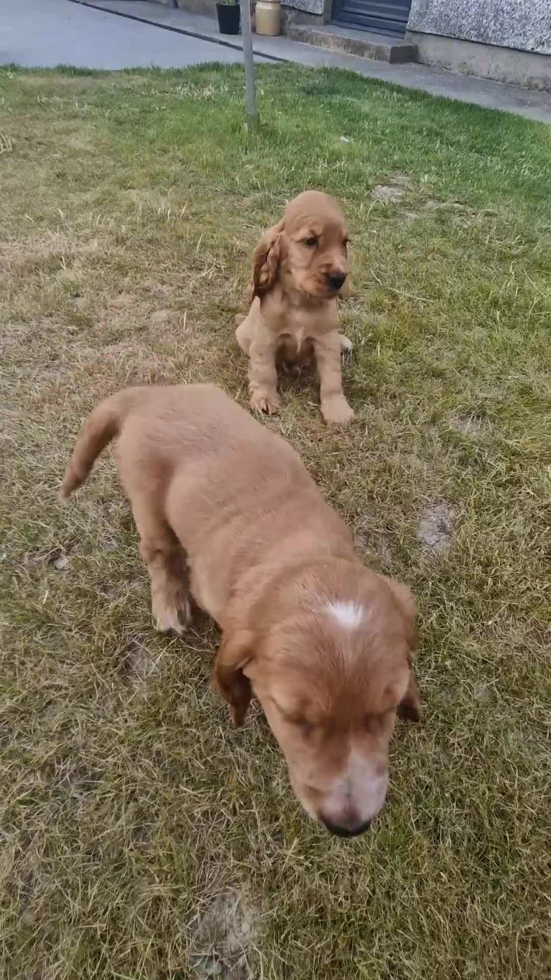 Cocker Spaniel dogs for sale: Golden Show type Cocker Spaniel puppies - Video 1