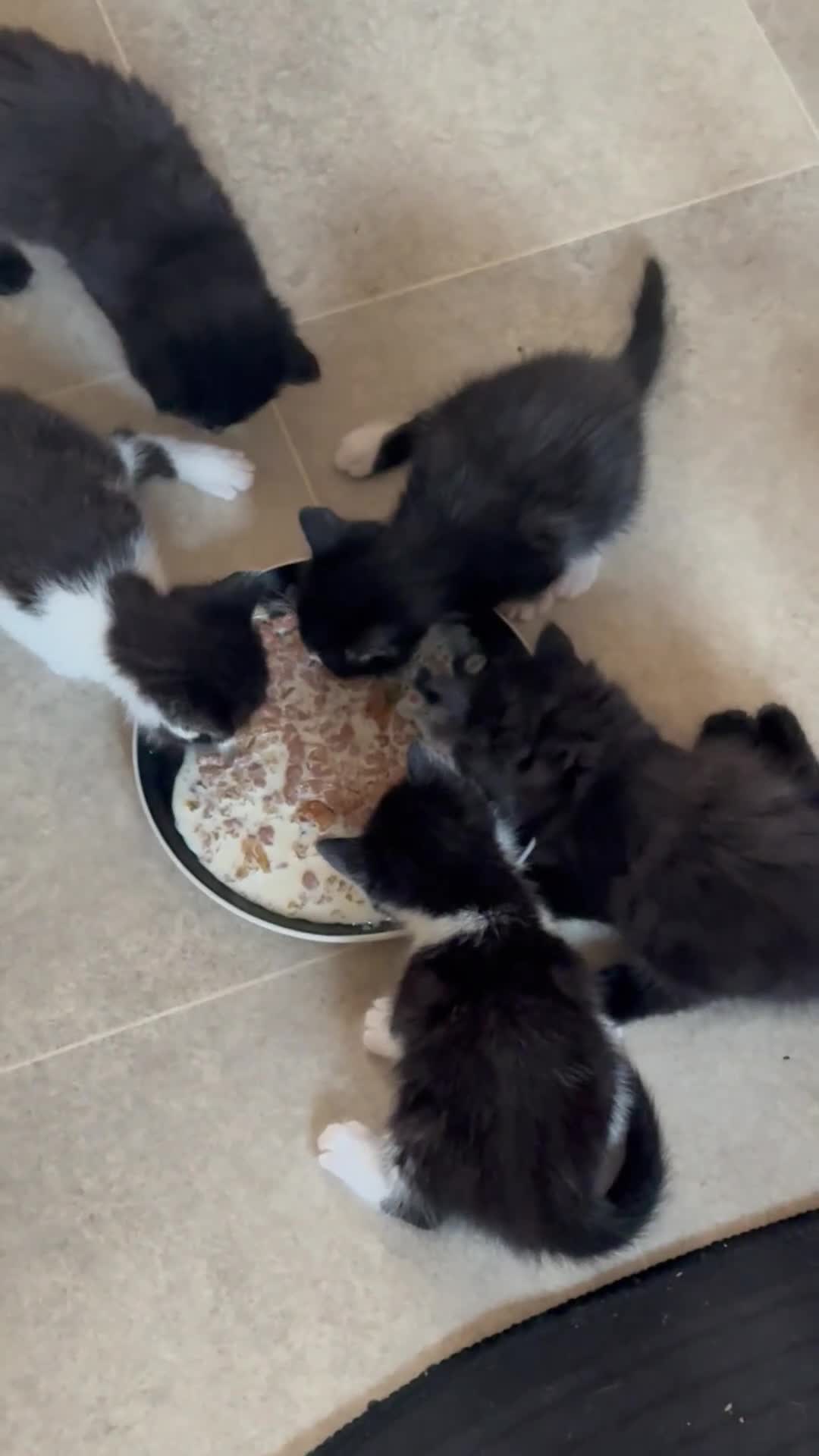 British Longhair cats for sale: Girl kittens for sale  in St. Neots - Video 1
