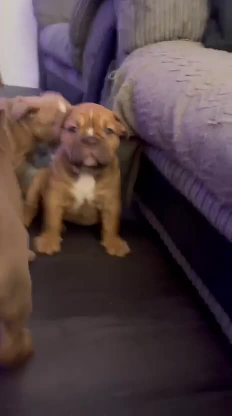 Olde English Bulldogge dogs for sale: BUYER PULL OUT LAST MALE REDUCED!!!! - Video 2