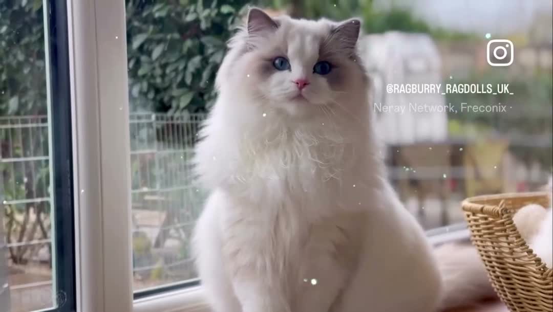 Ragdoll cats for sale: Elegant & stunning kittens  - Video 3