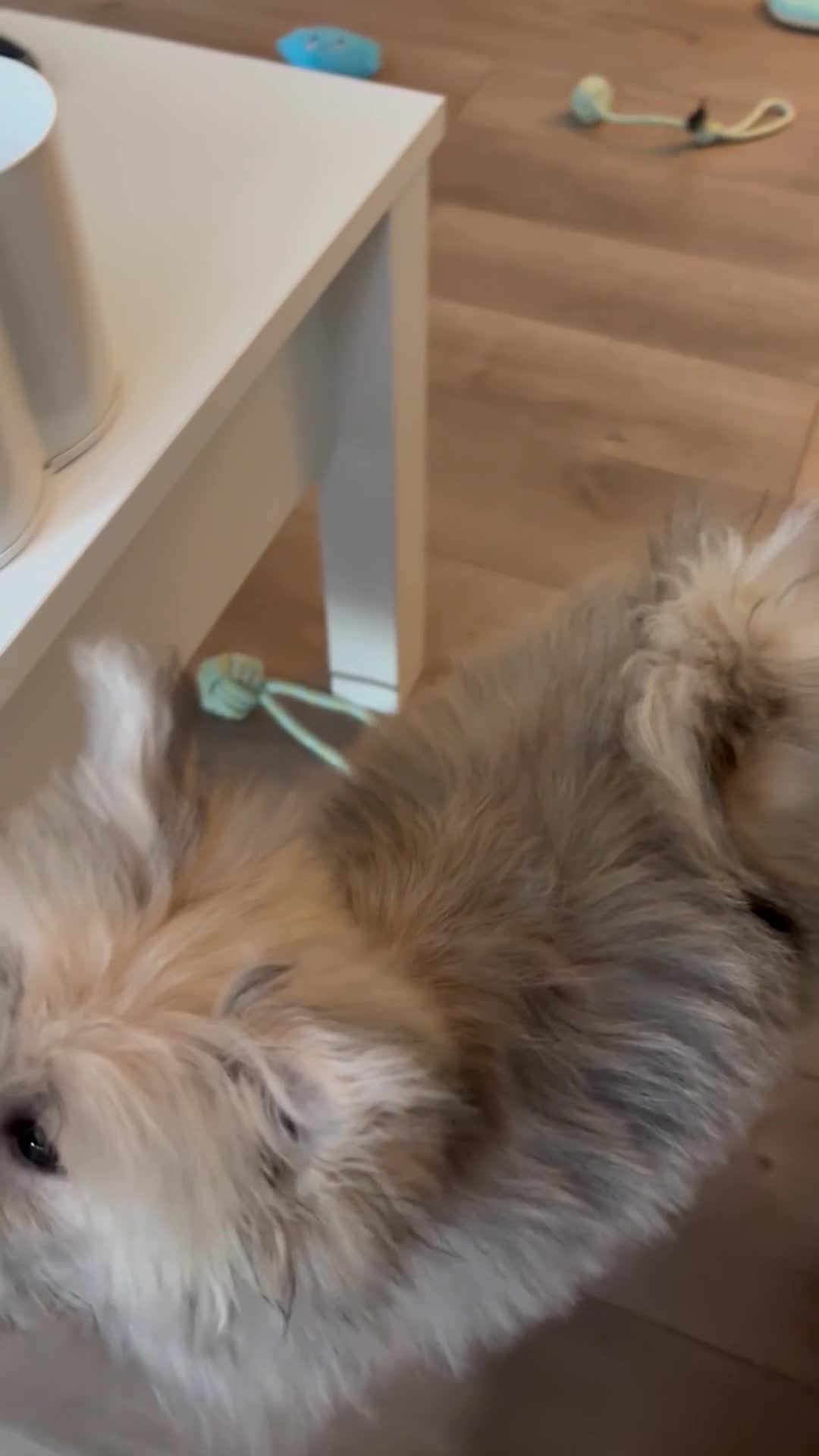 Mixed Breed dogs for sale: Penny the Pomeranian mix  - Video 1