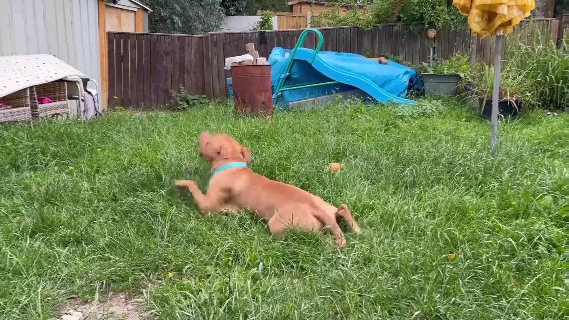 Mixed Breed dogs for sale: Large staffie X in Wakefield - Video 1