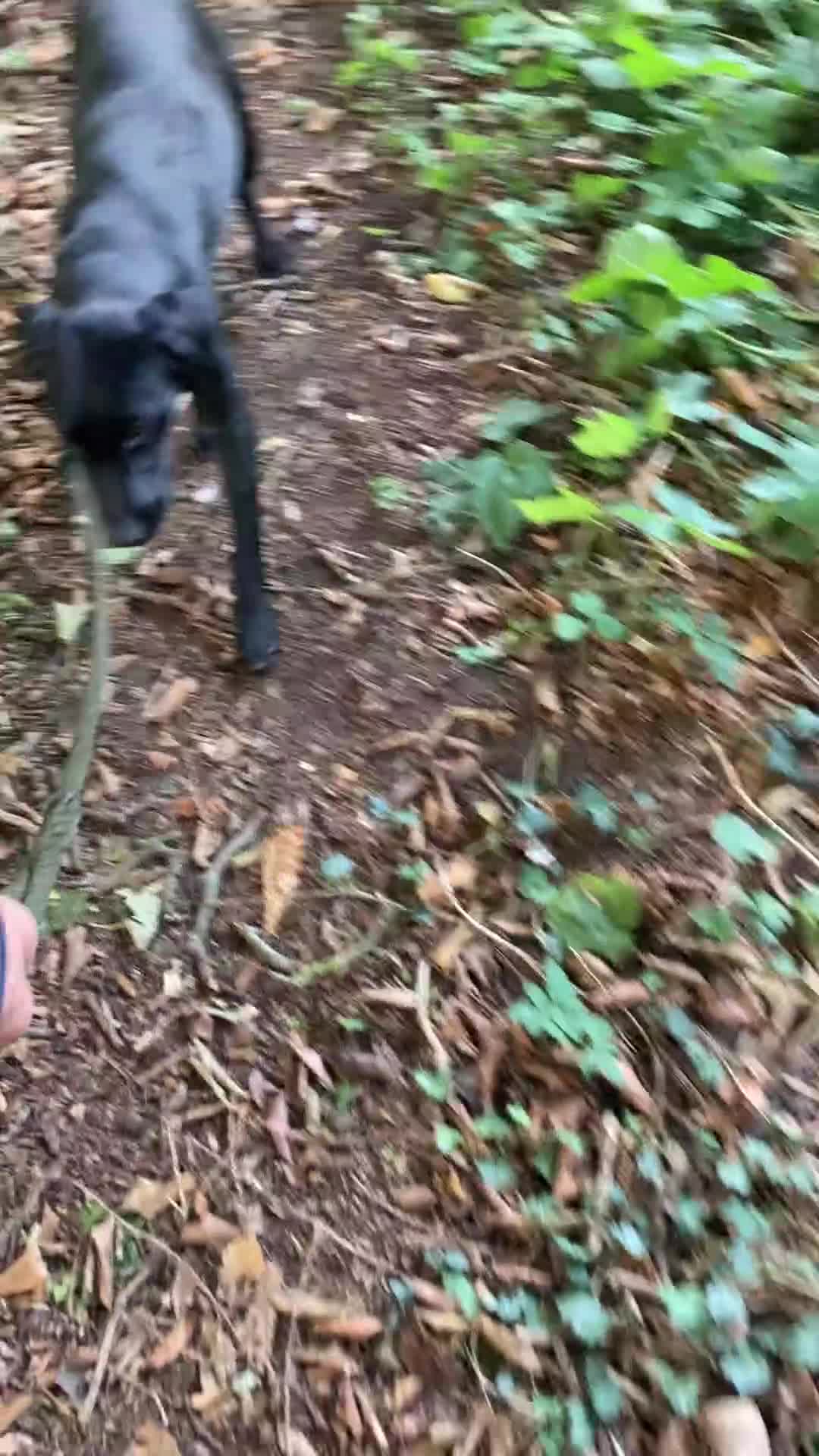 Mixed Breed dogs for sale: Stunning Work Labrador Mix  - Video 3