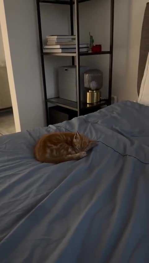 Domestic Shorthair cats for sale: One ginger domestic shorthair  - Video 2