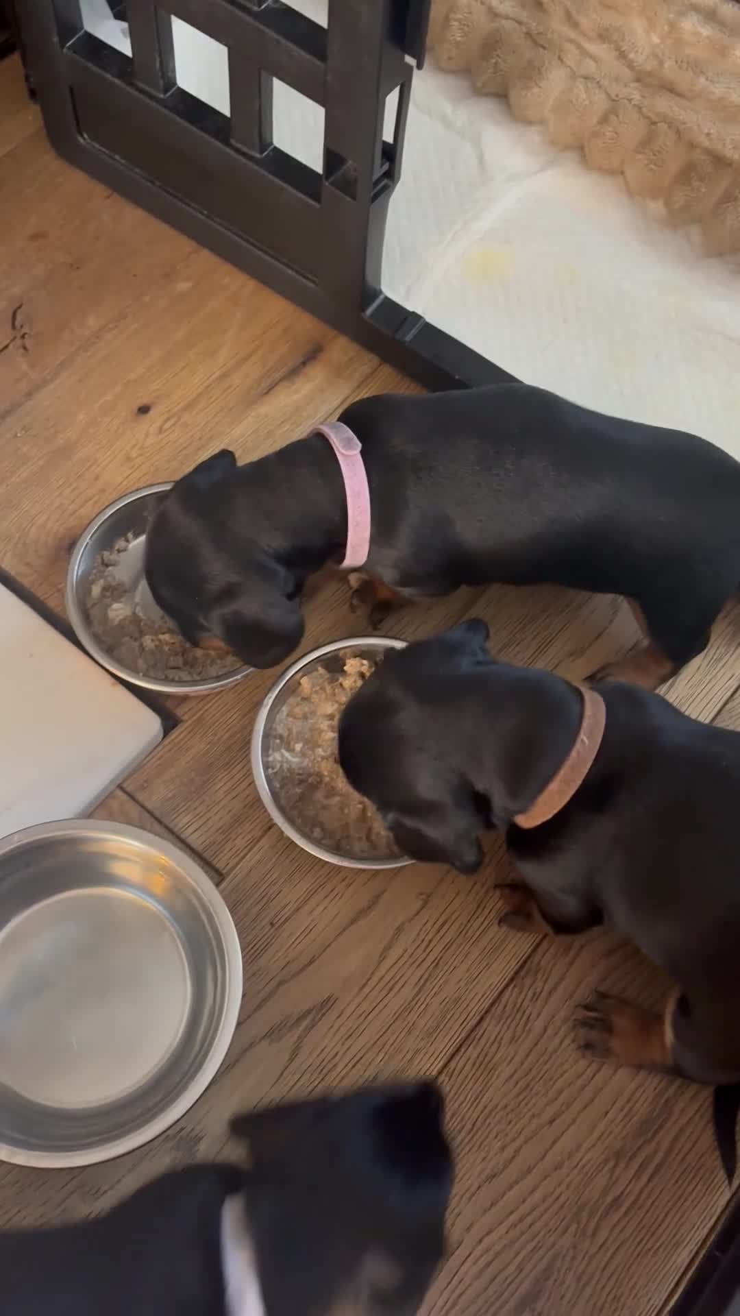 Dachshund dogs for sale: Talulahs and Theo’s 3 babies  - Video 2
