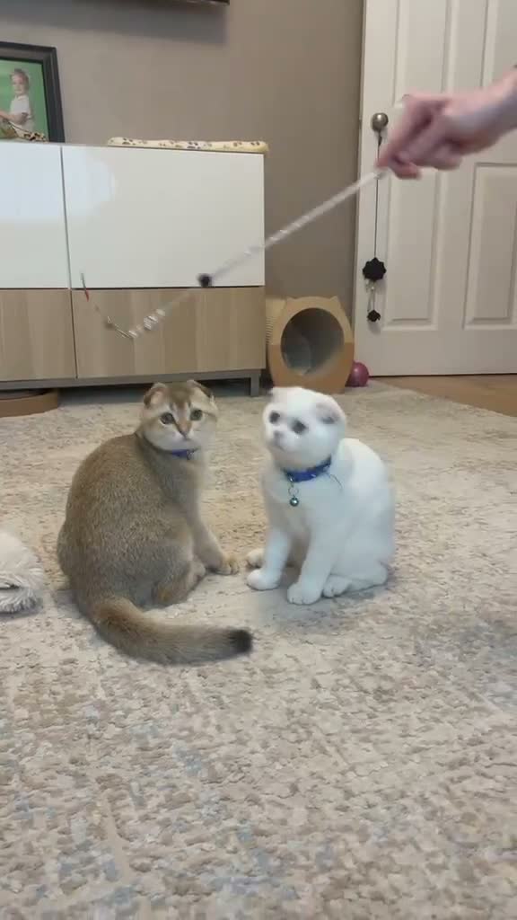 Scottish Fold cats for sale: Fully-Vaccinated Scottish Fold Kittens  - Video 3