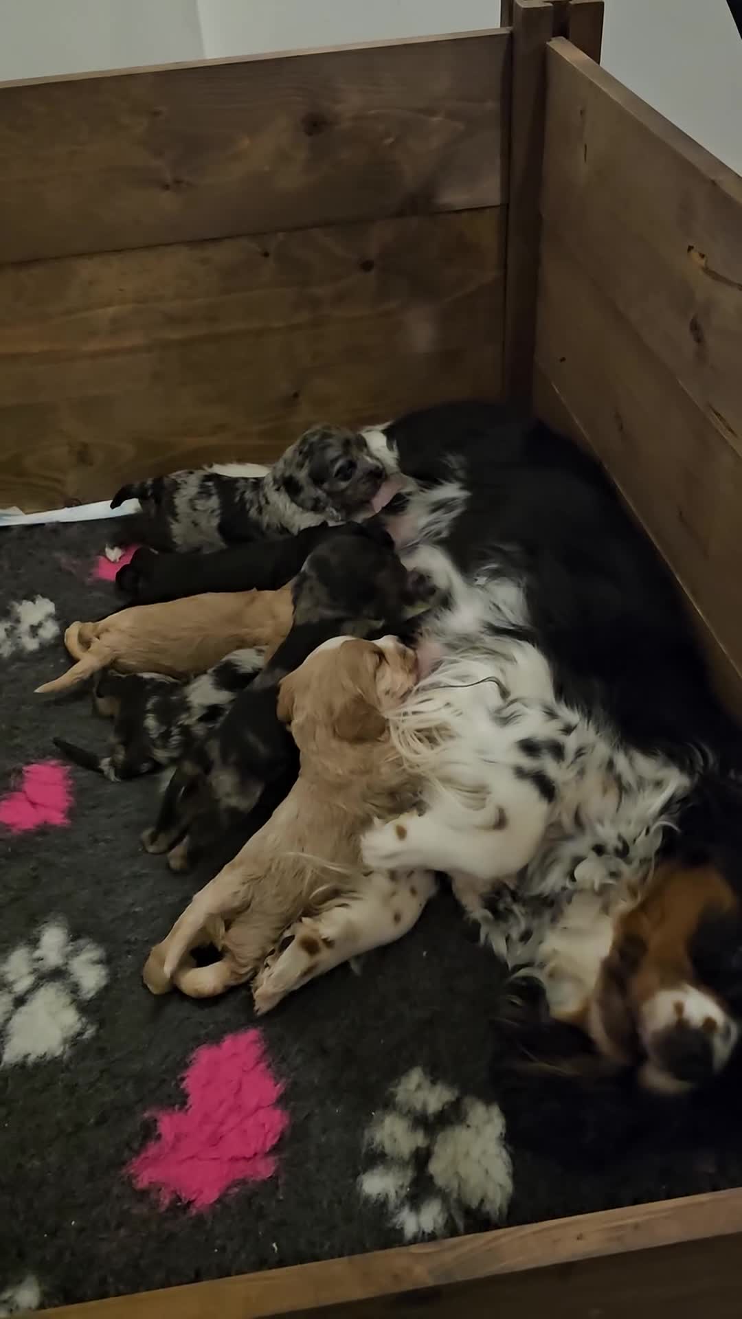 Cavapoo dogs for sale: Extensively health tested F1 Cavapoo puppies 🐶  - Video 2