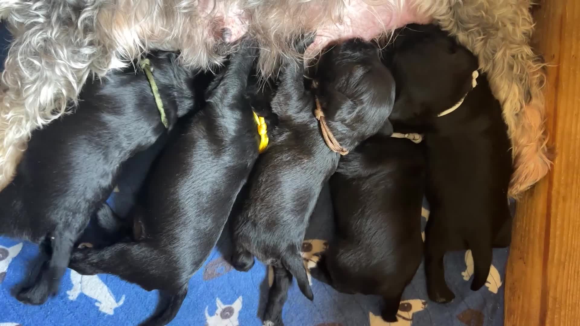 Miniature Schnauzer dogs for sale: Fully Health Tested KC Miniature Schnauzer Puppies - Video 2