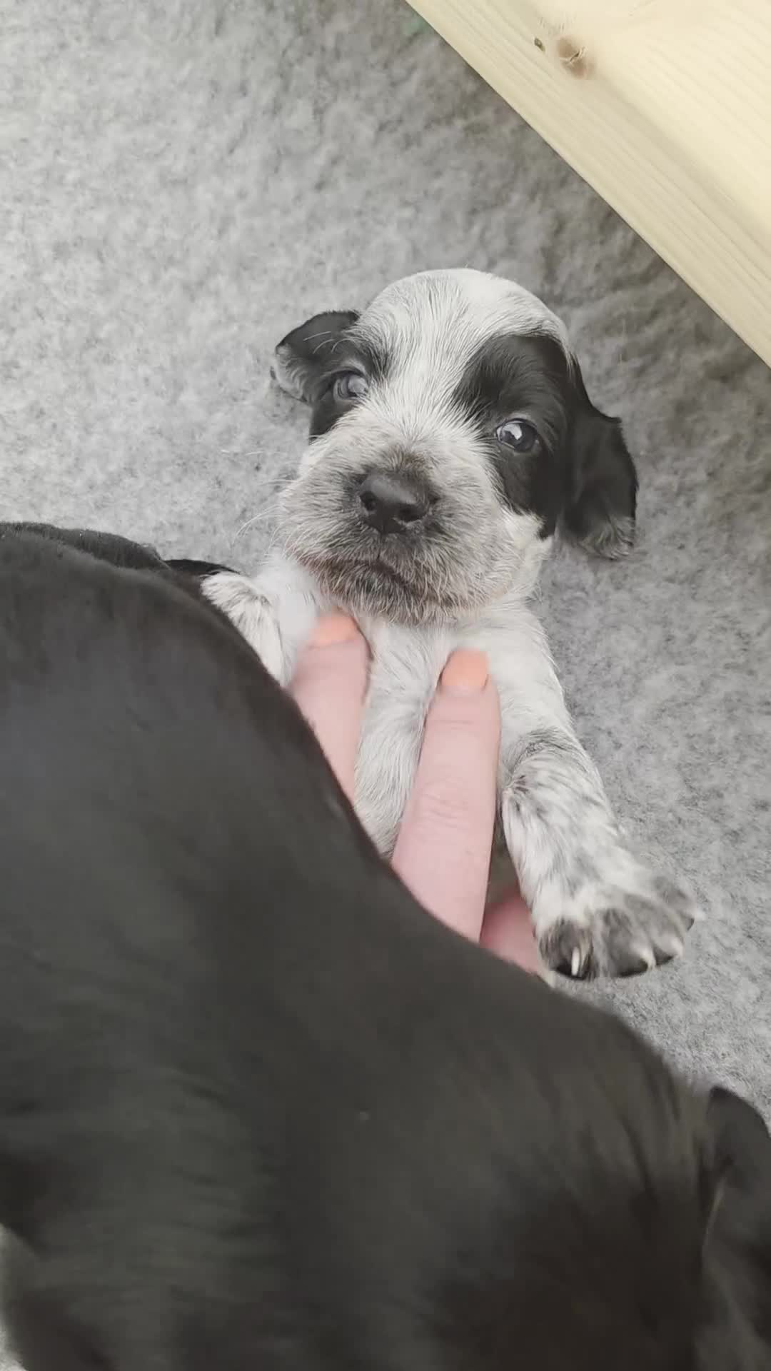 Cocker Spaniel dogs for sale: 🐾 Working Cocker Spaniel Puppies for Sale £800  - Video 2