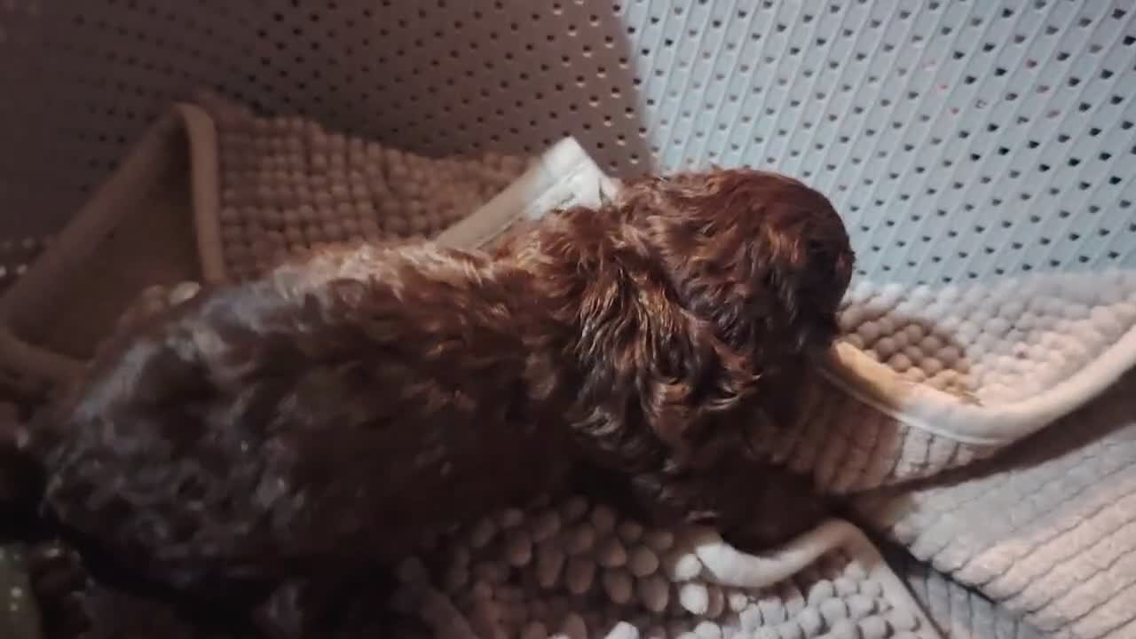 Cockapoo dogs for sale: Cookapoos - Video 4