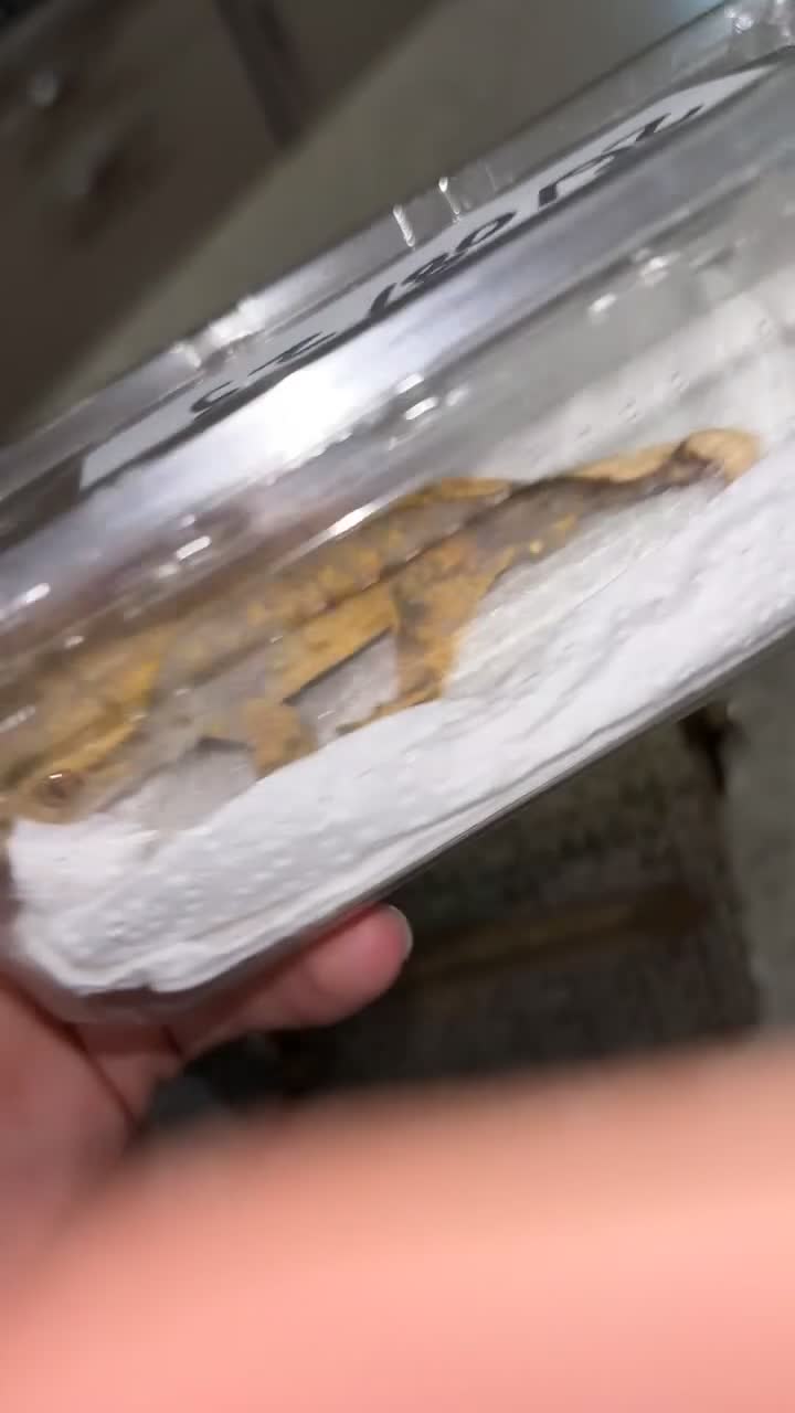 Gecko reptiles for sale: Crested gecko  - Video 2