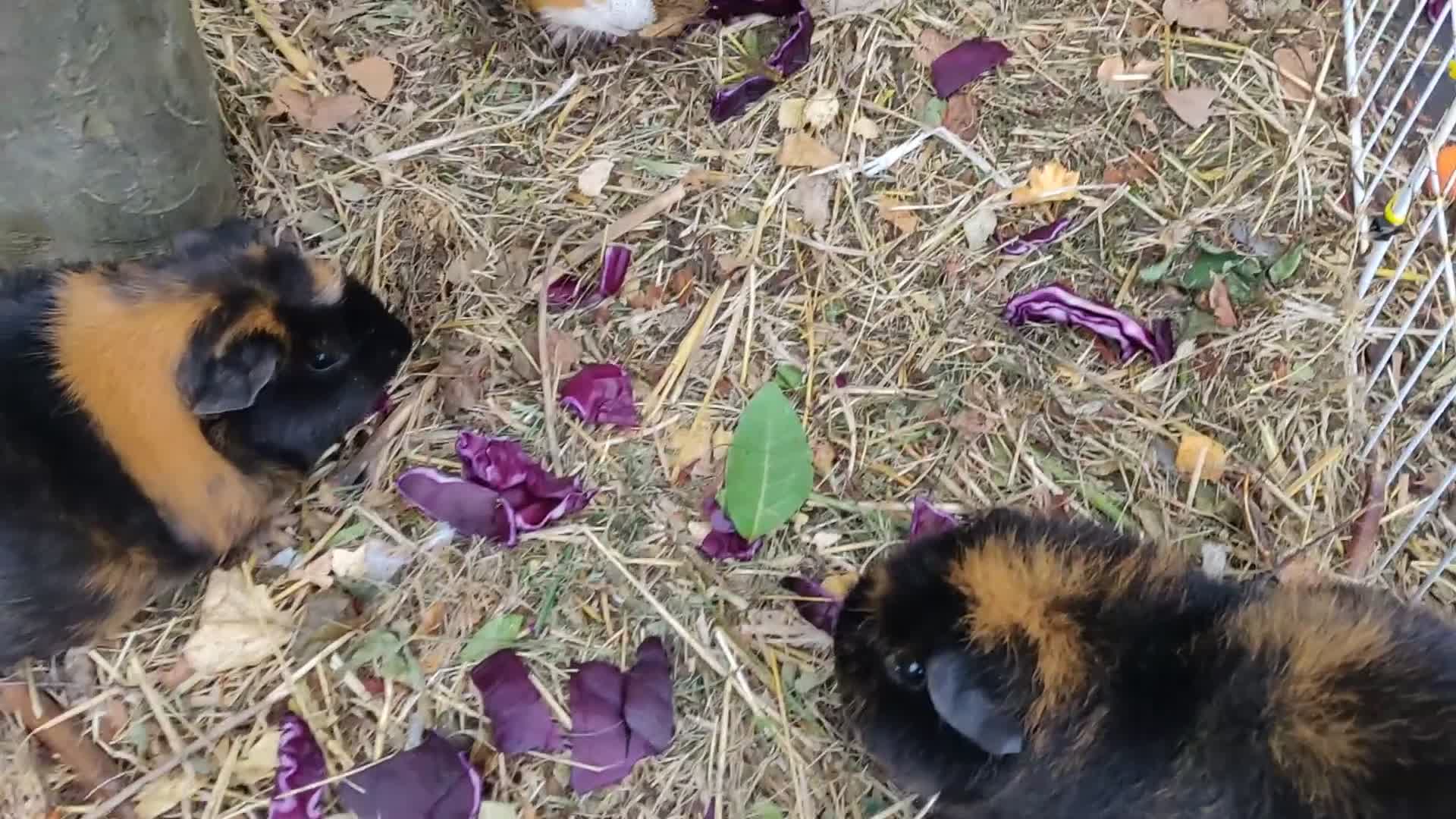 Guinea Pig rodents for sale: Pairs of Sows - Happy, Healthy, Friendly Sows - Video 1