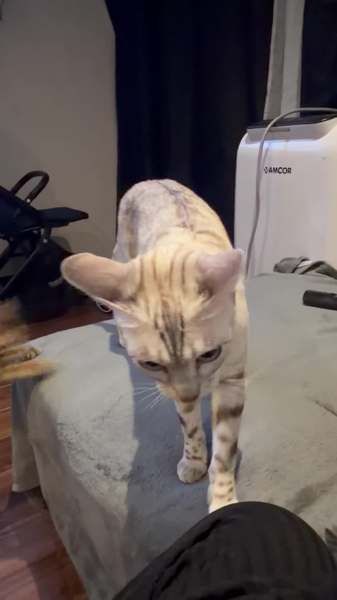 Bengal cats for sale: Snow and brown Bengal  - Video 1