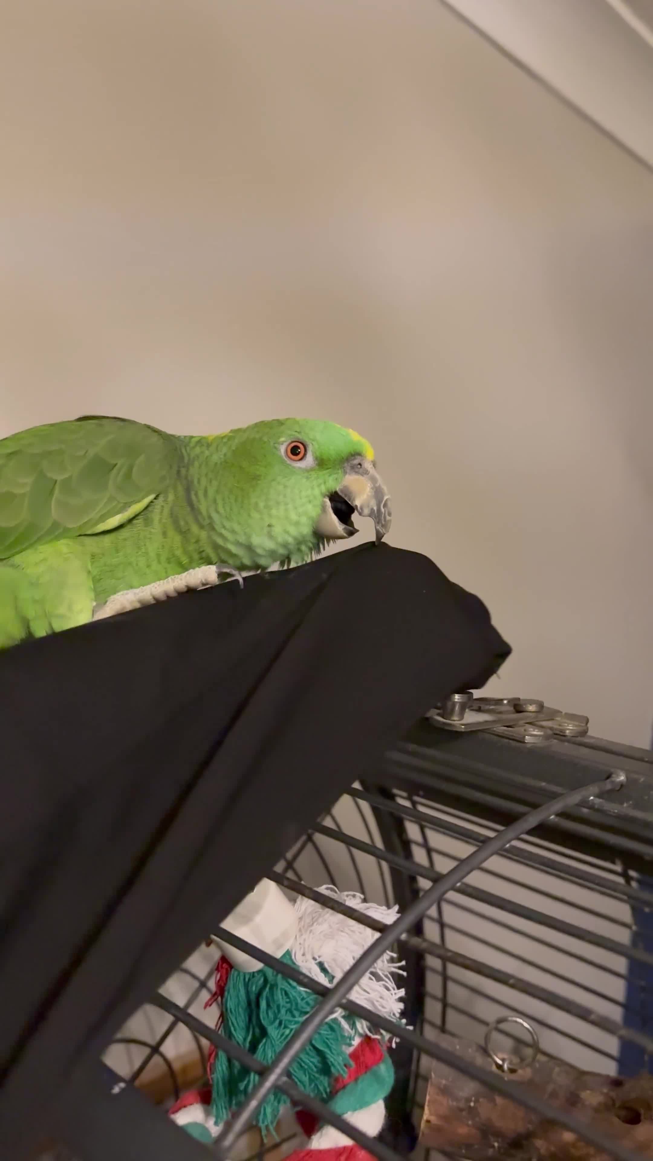 Mixed Breed birds for sale: Tame yellow fronted Amazon  - Video 1