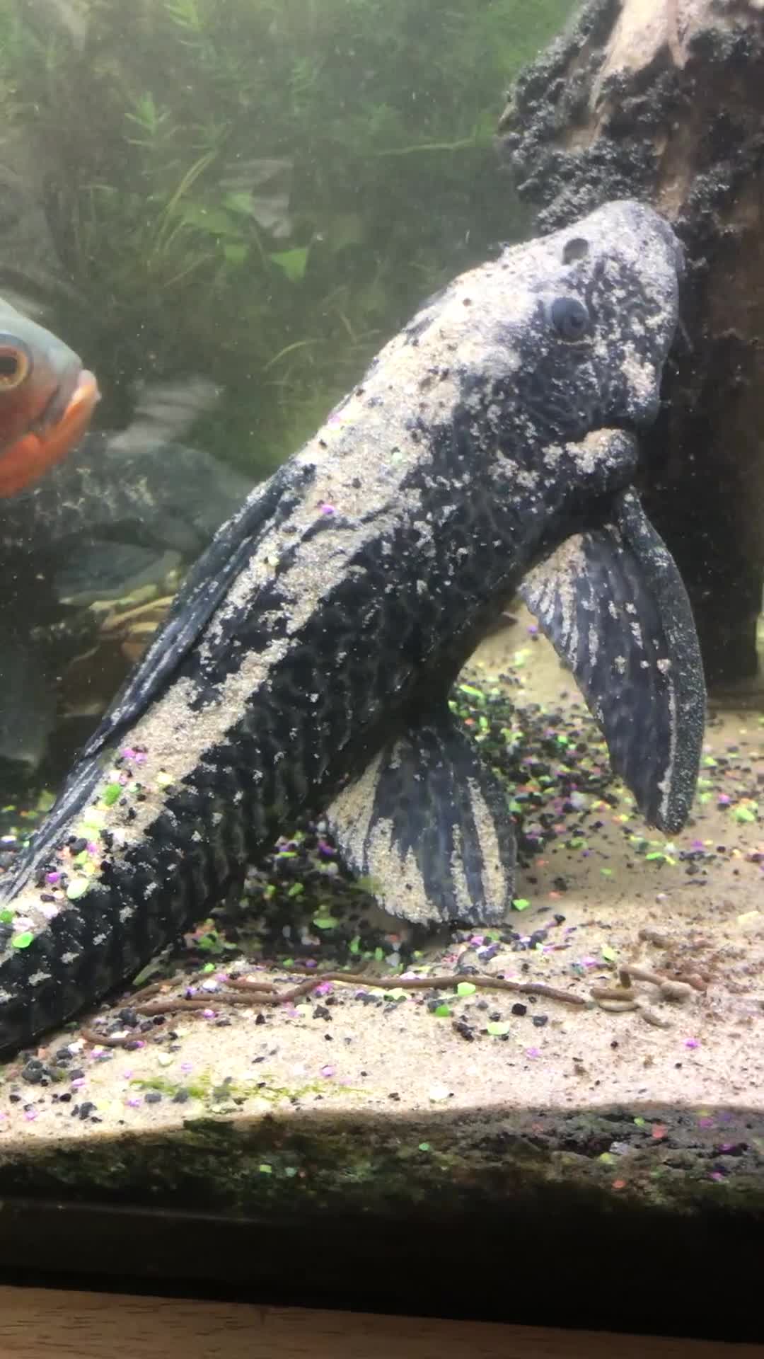 Plecos fish for sale: 3 plecos - Video 1