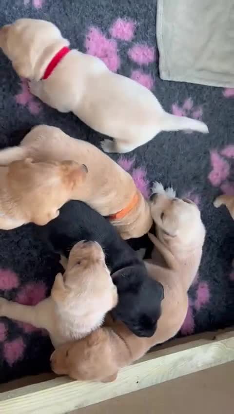 Labrador Retriever dogs for sale: Beautiful Labrador puppys  - Video 1