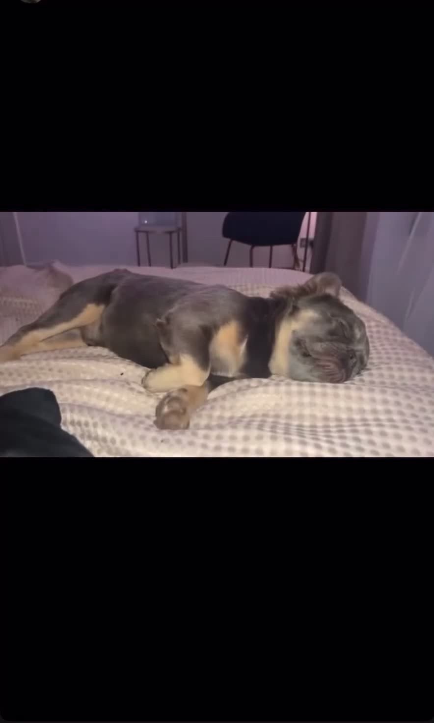 French Bulldog dogs for stud: Fluffy French bulldog STUD - Video 1