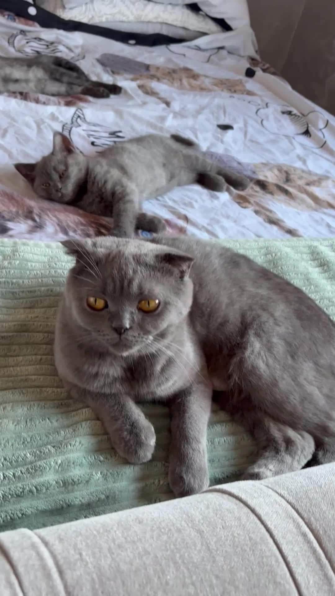 Scottish Fold cats for sale: 🐾 Adorable Scottish Straight– Last Boy ! 🩶 - Video 2