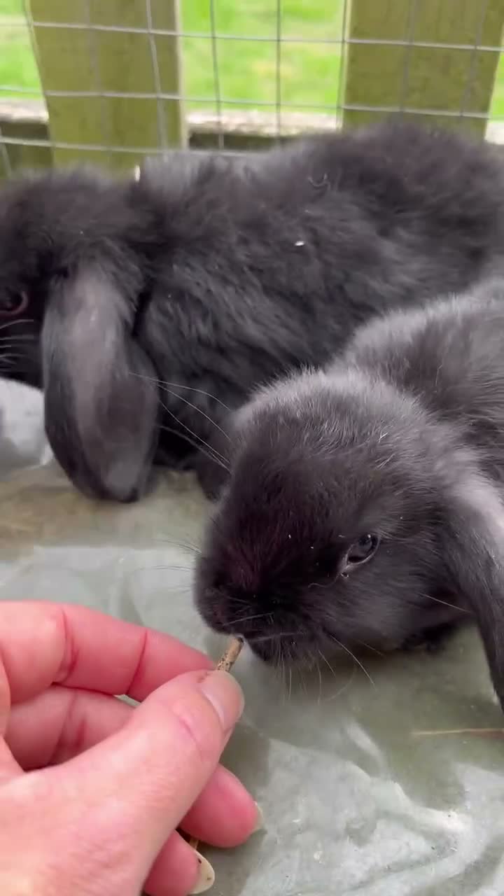 Mini Lop rabbits for sale: Beautiful mini lop babies - Video 1