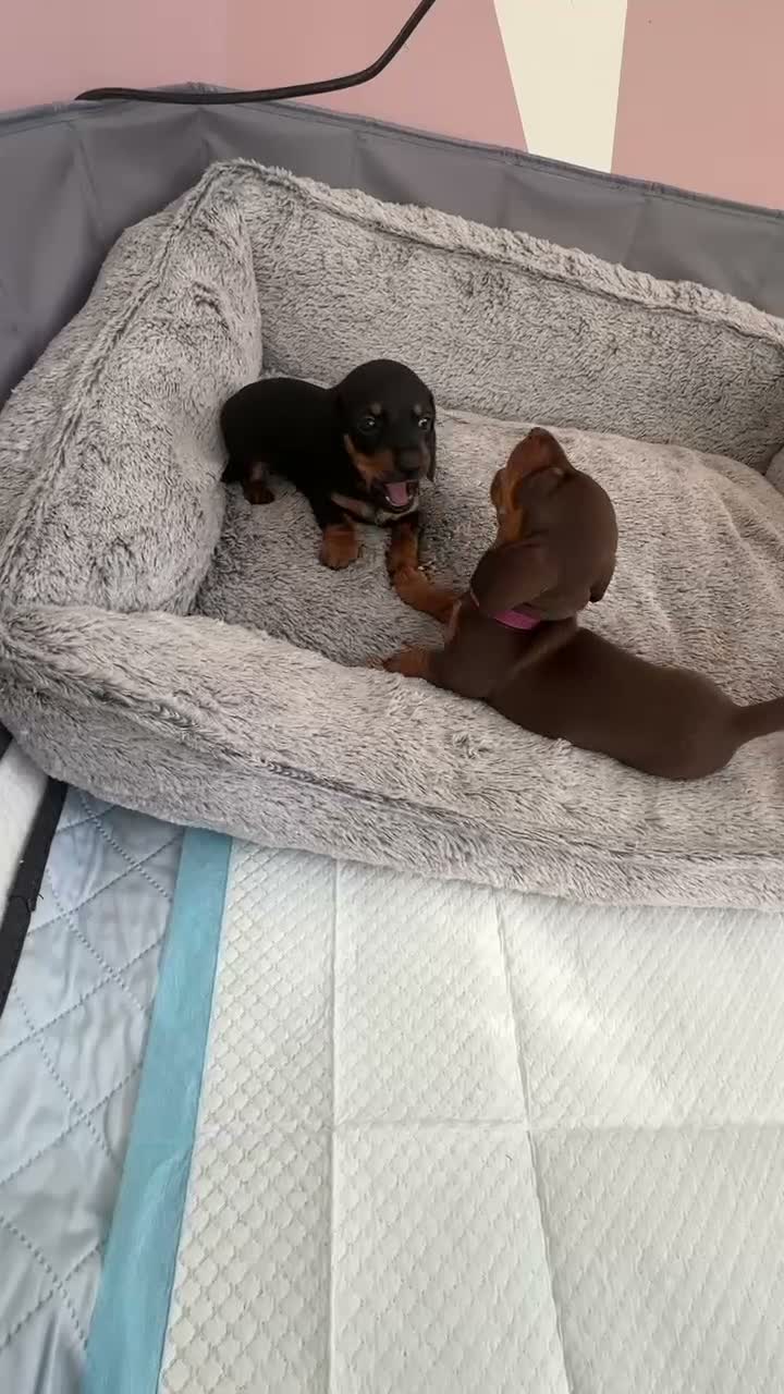 Miniature Dachshund dogs for sale: 🐾 LAST BOY LEFT - adorable miniature dachshund 🐾 - Video 1