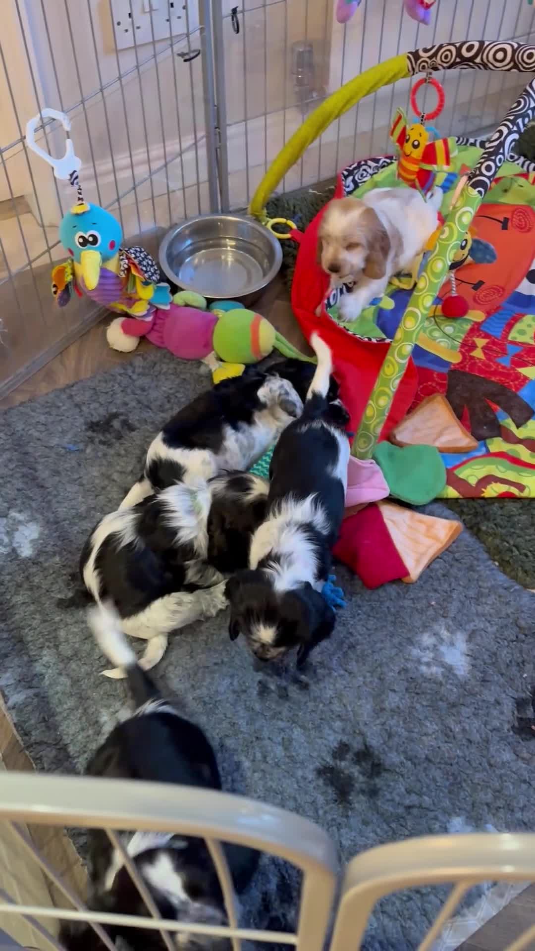 Cocker Spaniel dogs for sale: Quality show type KC reg. blue roan pups. in York - Video 2