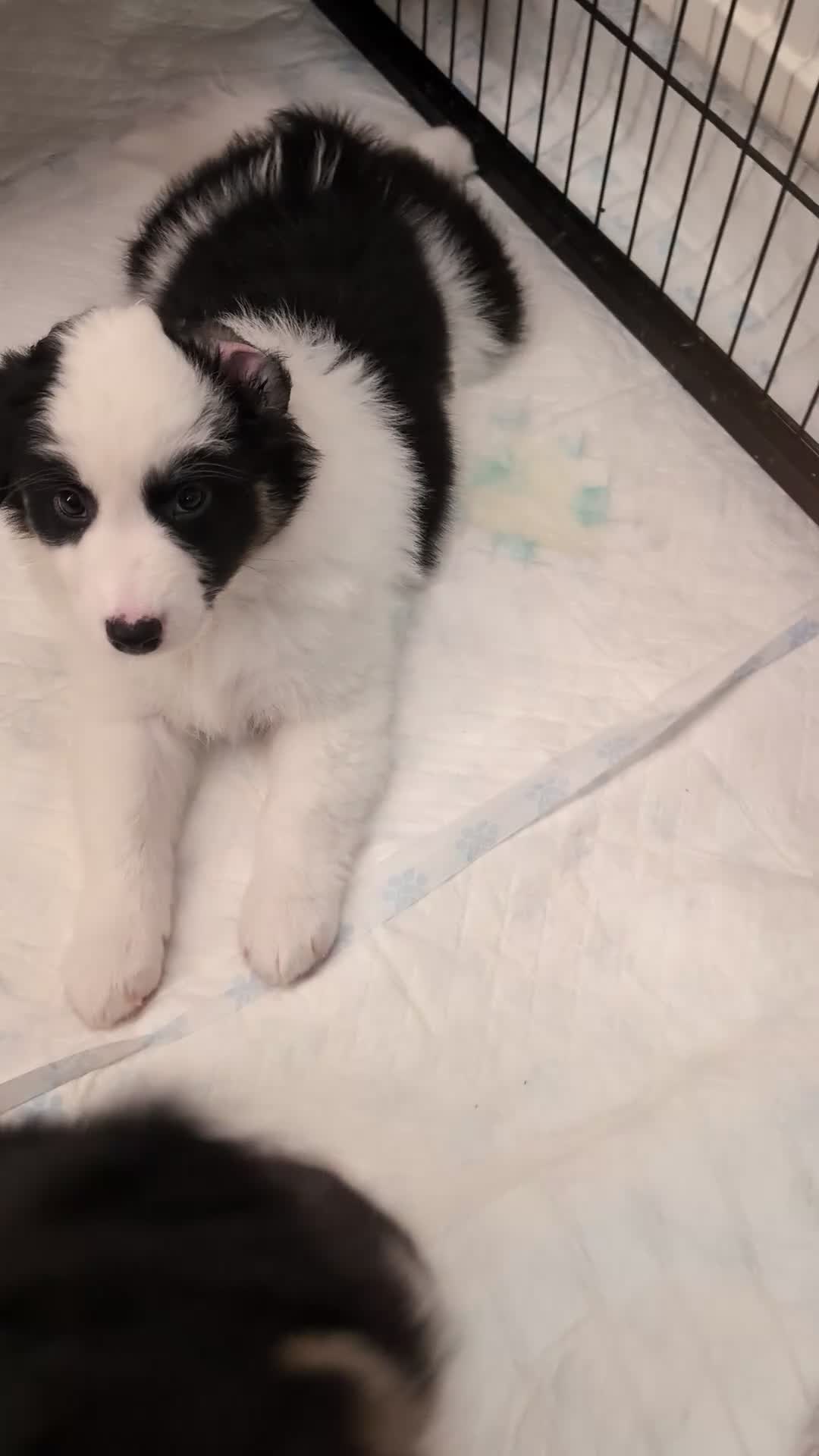 Australian Shepherd dogs for sale: Australian shepherd puppies  - Video 2