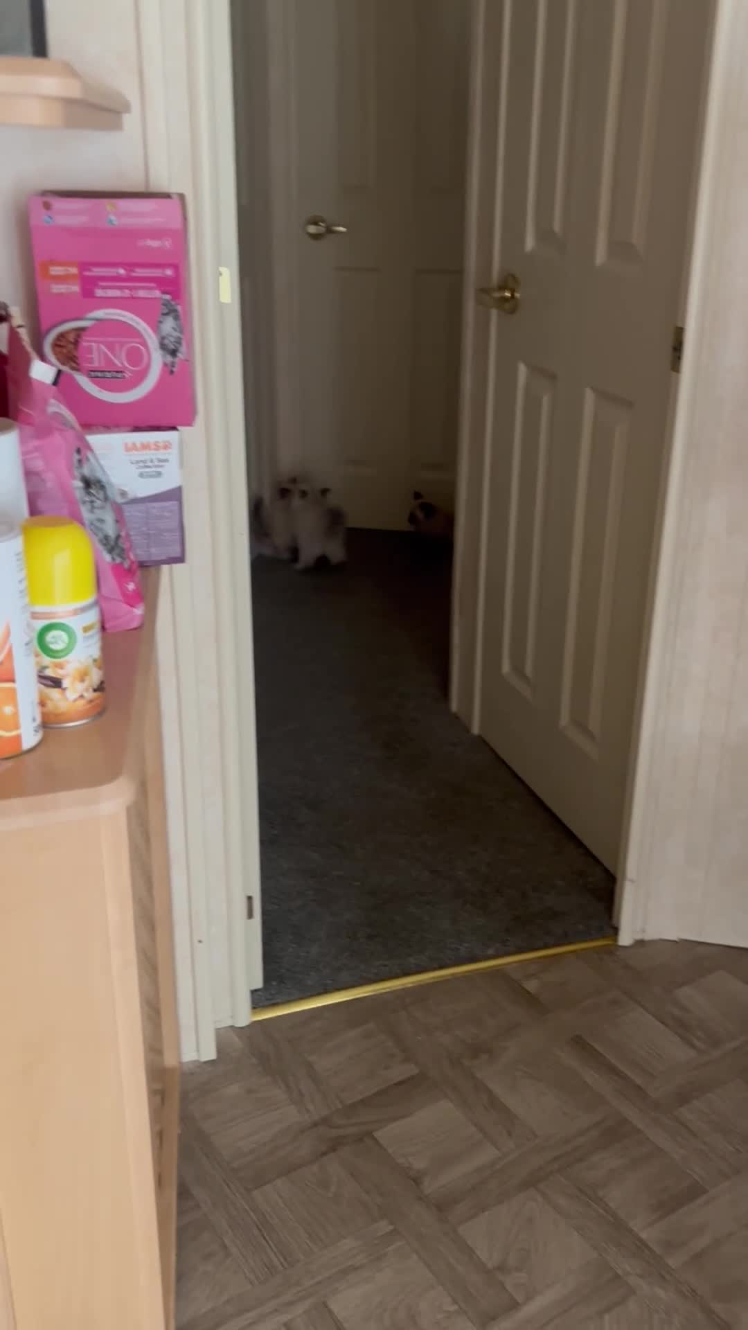 Ragdoll cats for sale: Ragdols  - Video 4