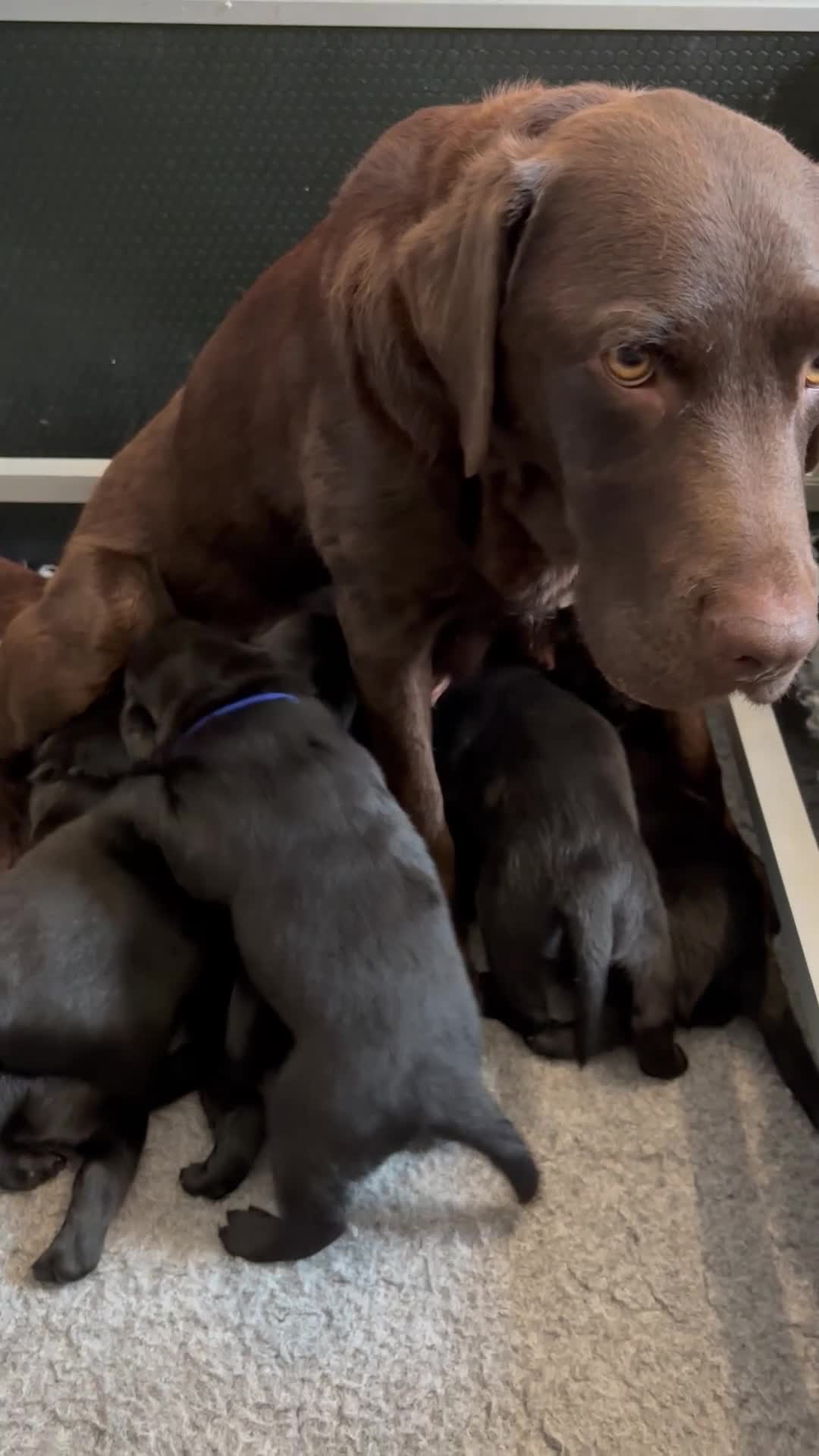 Labrador Retriever dogs for sale: Beautiful KC Registered Chunky Black Lab puppies  - Video 2