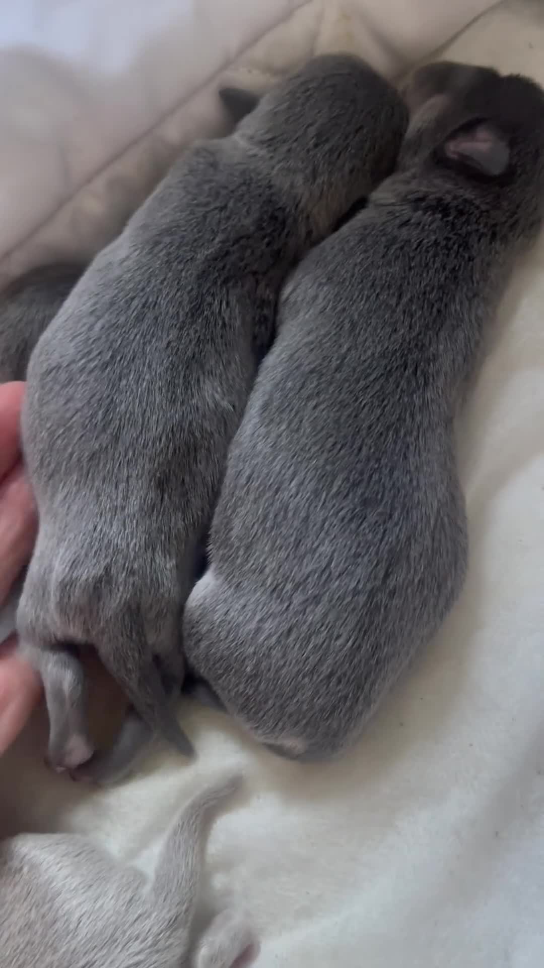 Chihuahua dogs for sale: Purebred smooth coat Chihuahua puppies  - Video 1