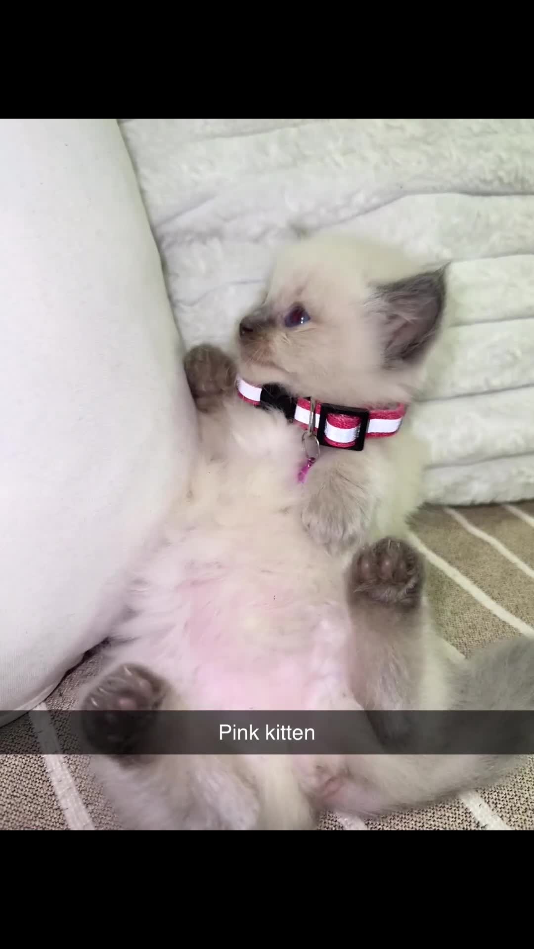 Ragdoll cats for sale: Cute ragdolls for sale  in London - Video 2