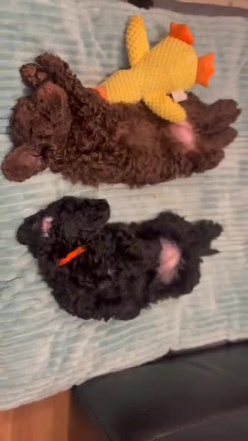 Cockapoo dogs for sale: Beautiful Cockerpoo F2b Puppies - Video 3
