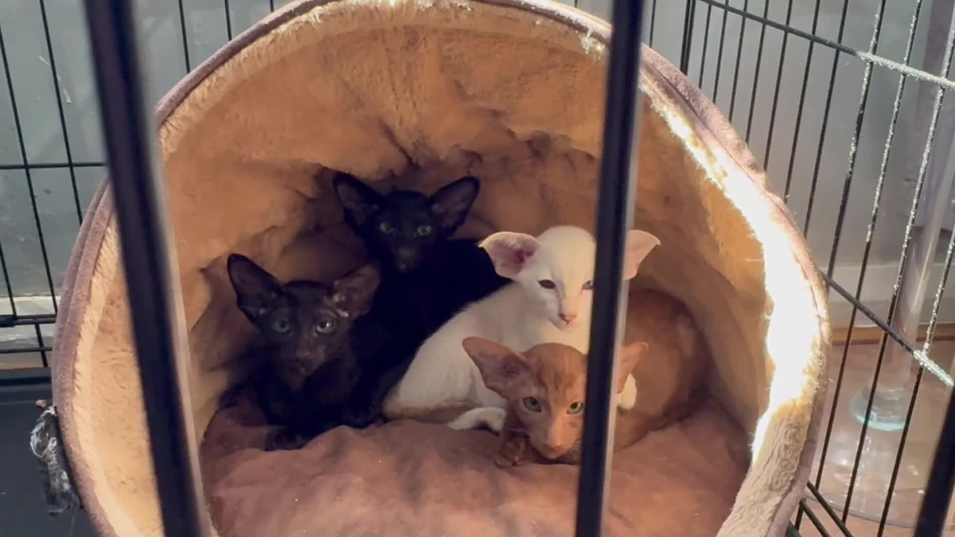 Siamese cats for sale: Gccf Siamese boys  - Video 1