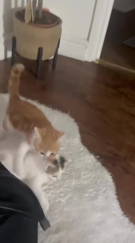 Mixed Breed cats for sale: Ginger and white kittens in Gloucester - Video 2