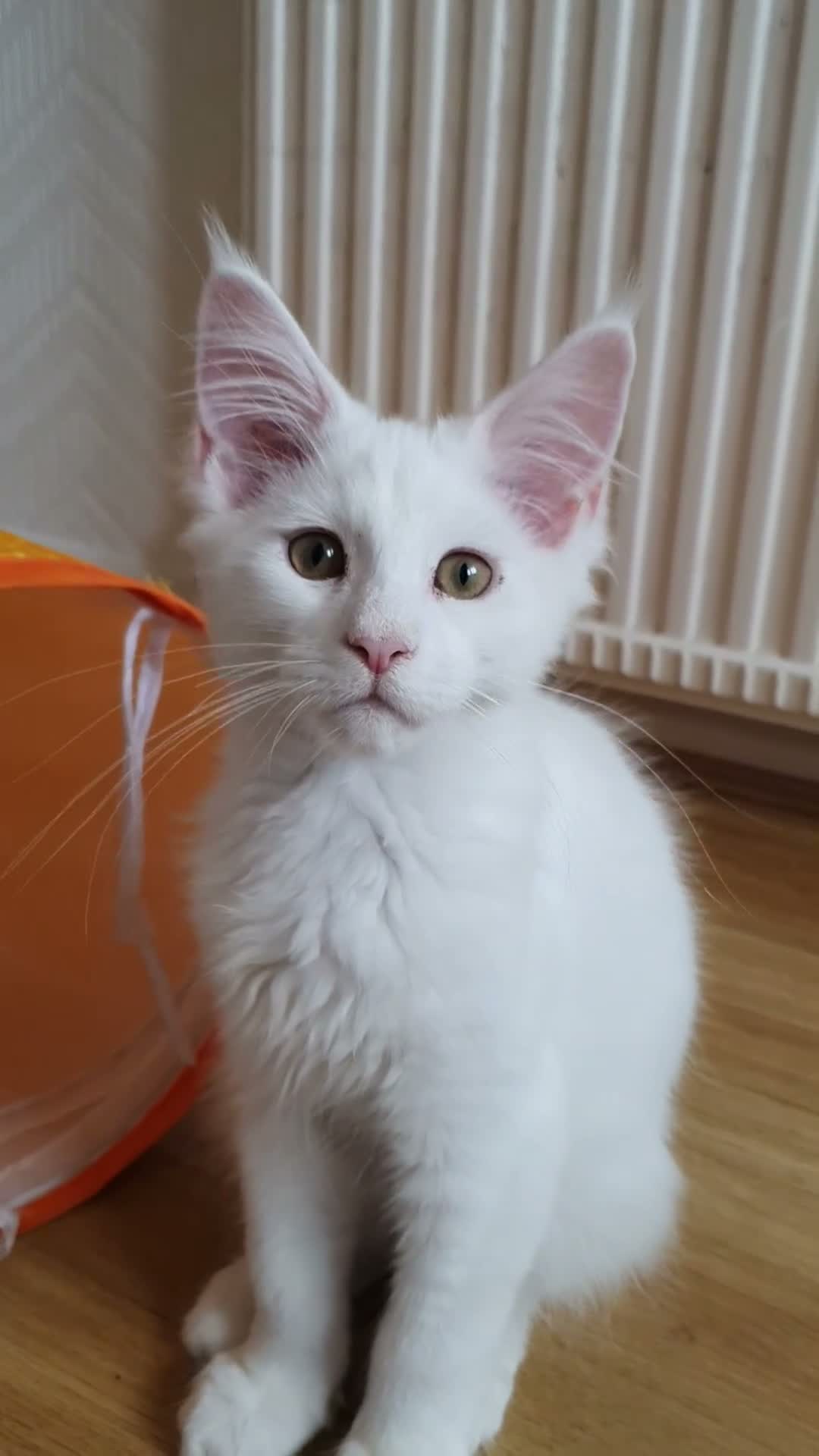 Maine Coon cats for sale: 🏅TICA🏅 pure white boys maine coons - Video 3