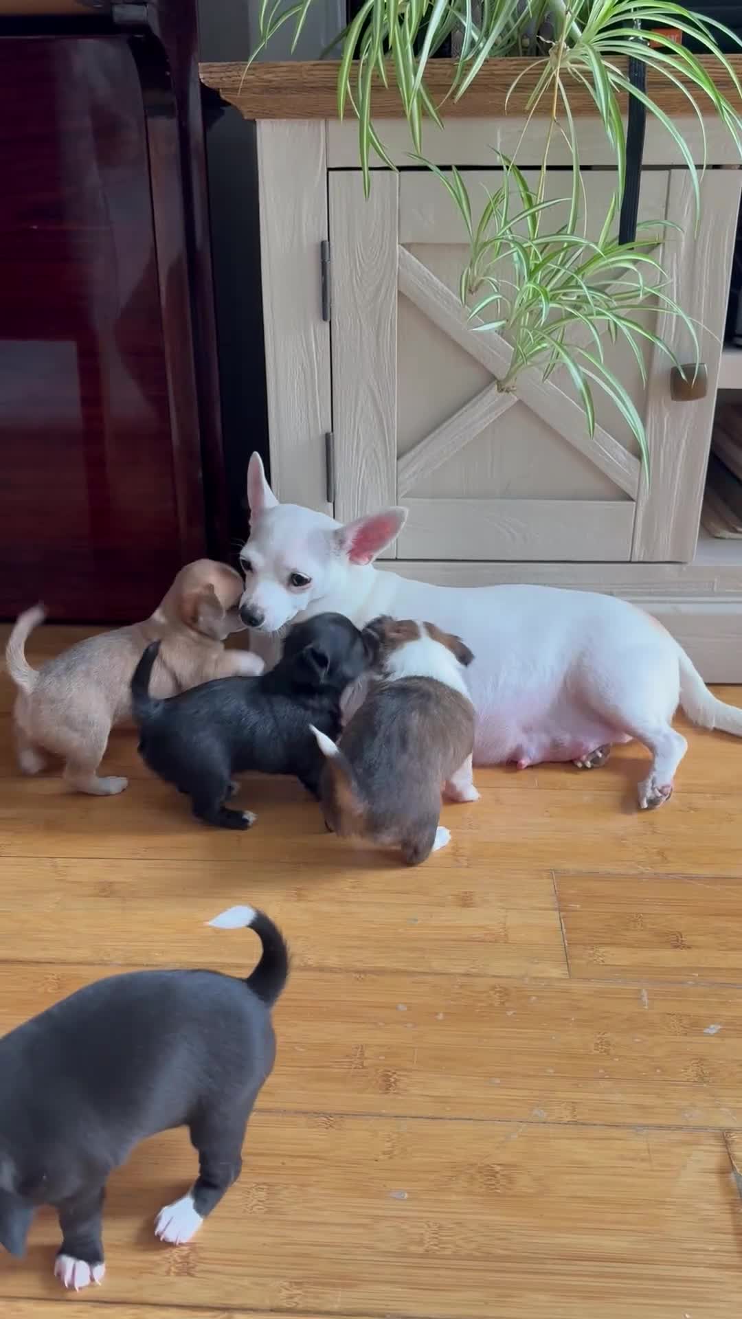 Chihuahua dogs for sale: Our beautiful Chihuahua puppies  - Video 1