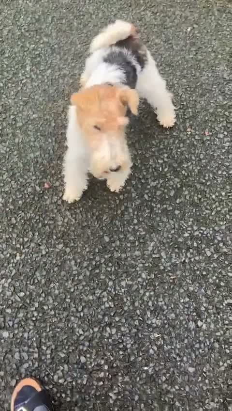 Fox Terrier dogs for sale: Beautiful Fox Terrier Pups - Video 1