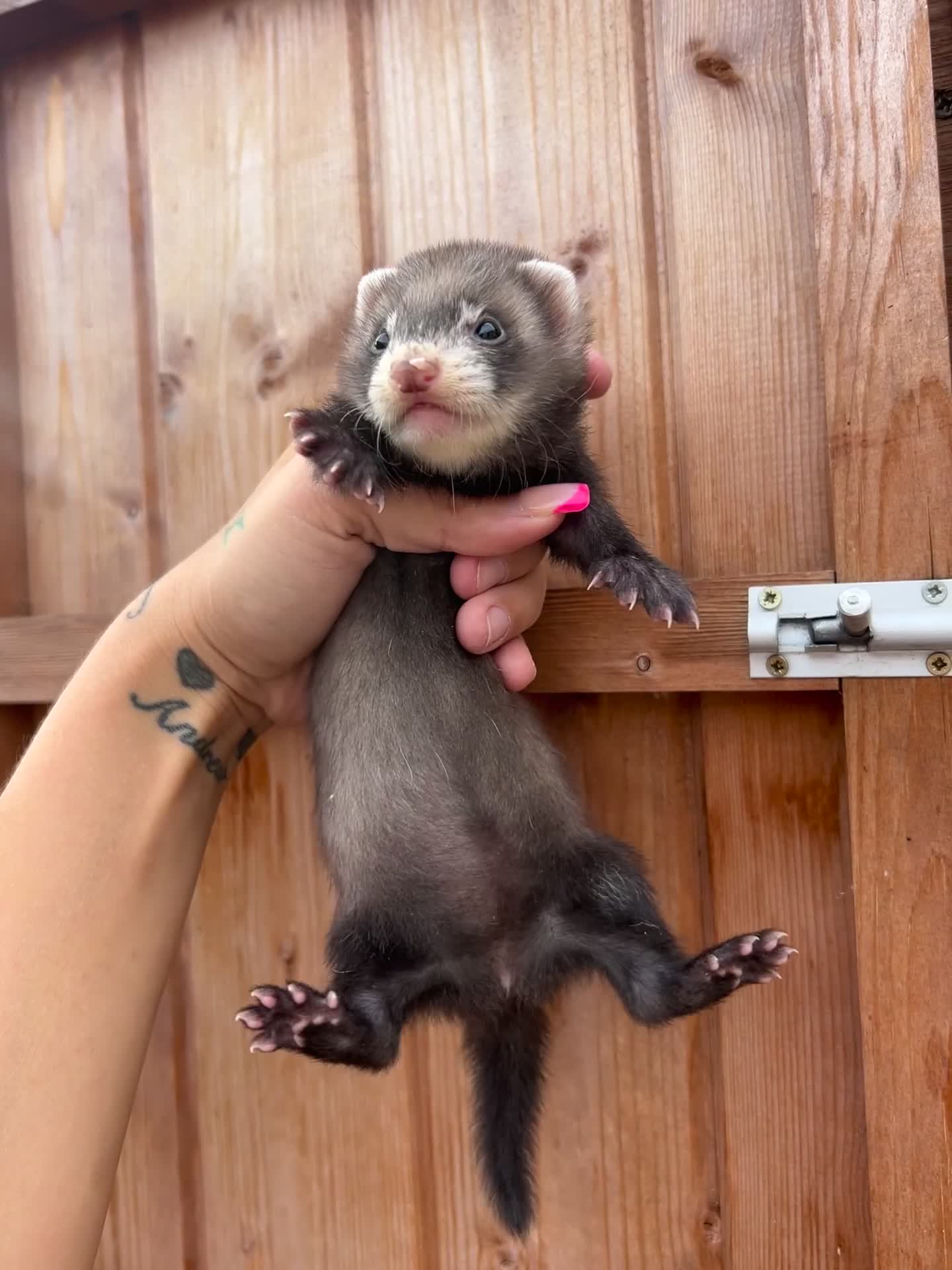 Ferret rodents for sale: 1Hob&jill semi angorasdadspedigree on feritage - Video 3