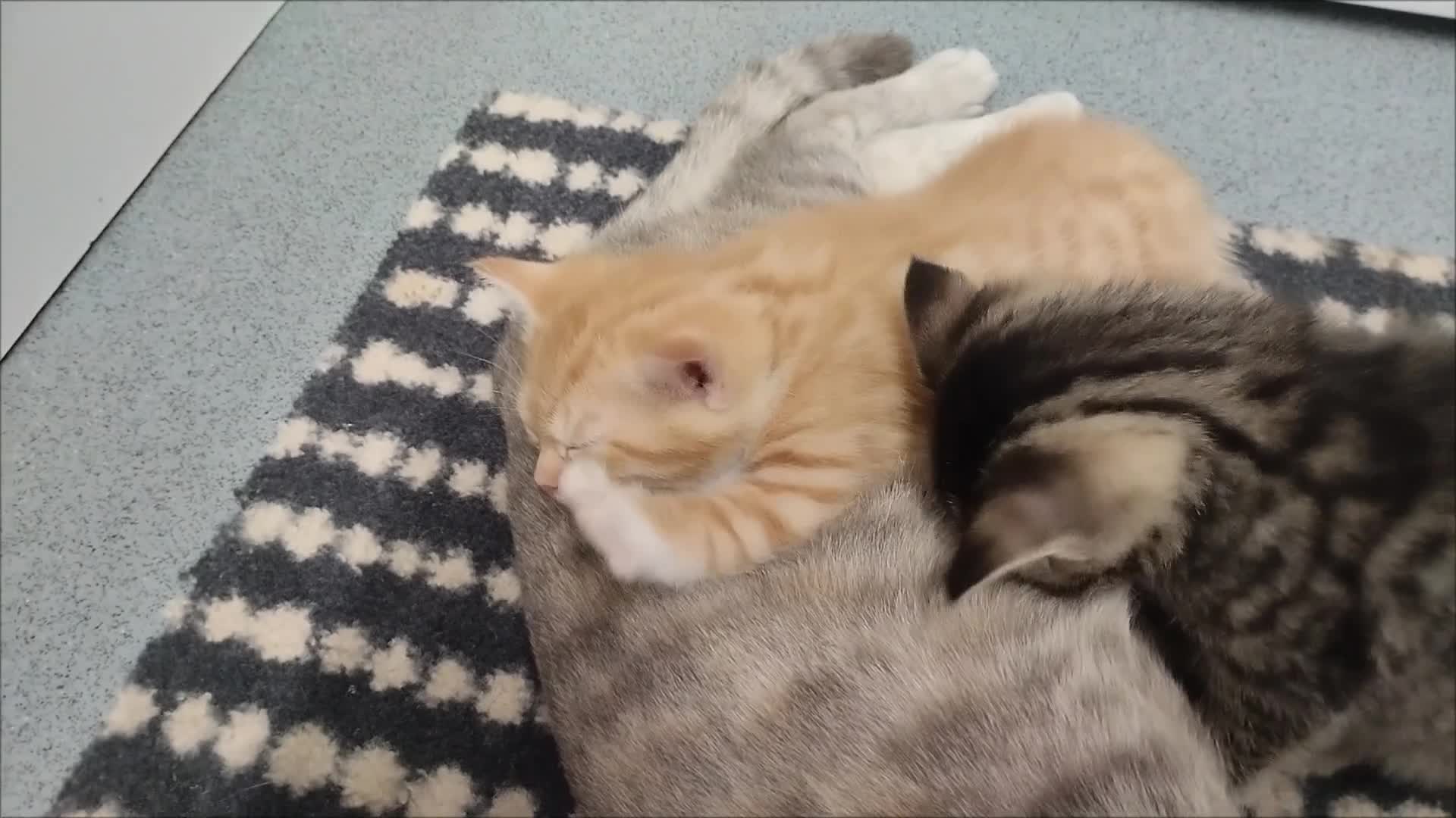 British Shorthair cats for sale: Beautiful kittens British shorthair - Video 1