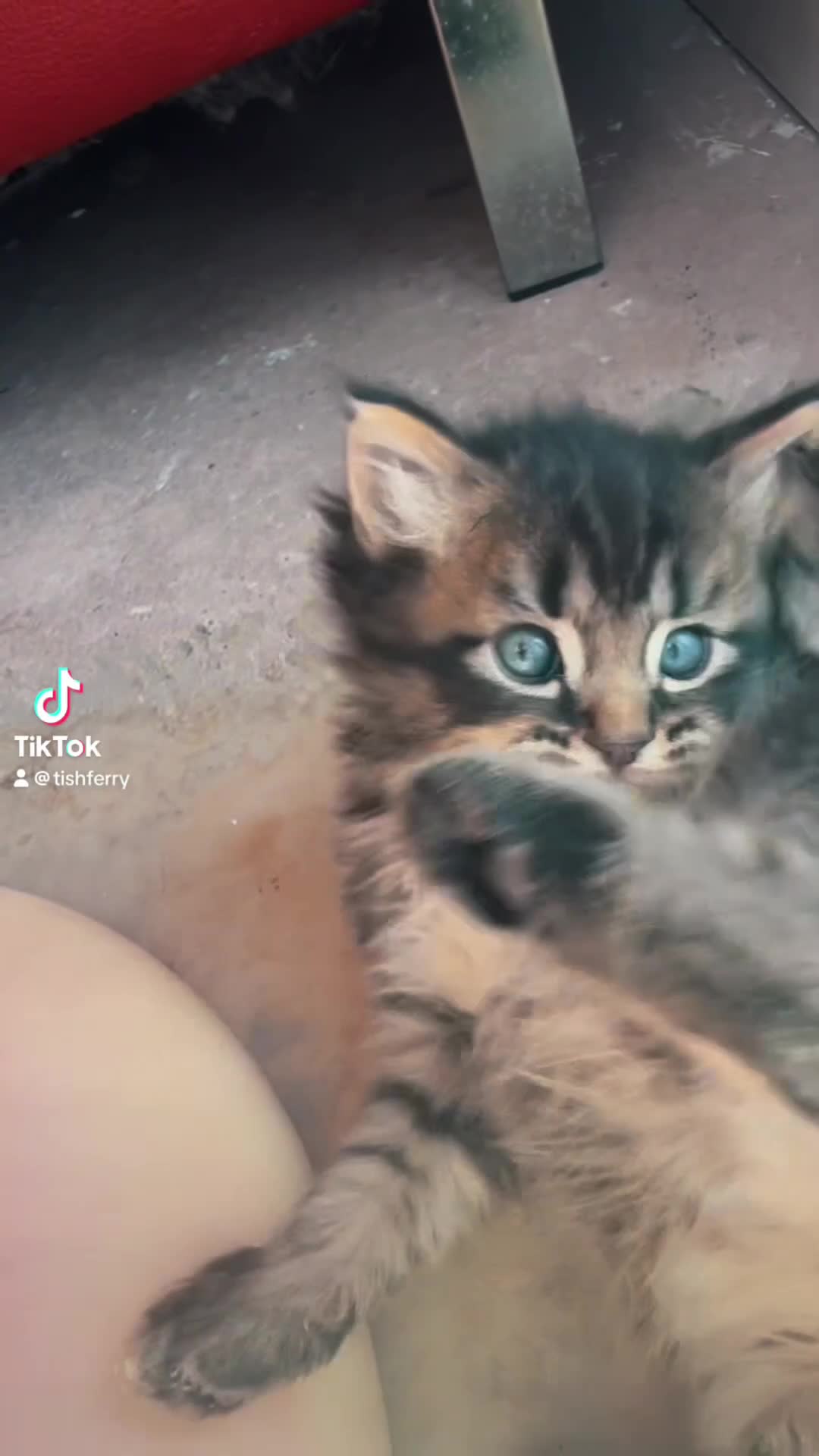 Ragdoll cats for sale: 💫 RAGDOLL CROSS KITTENS - A BIT OF MAGIC FLUFF 💫 - Video 1