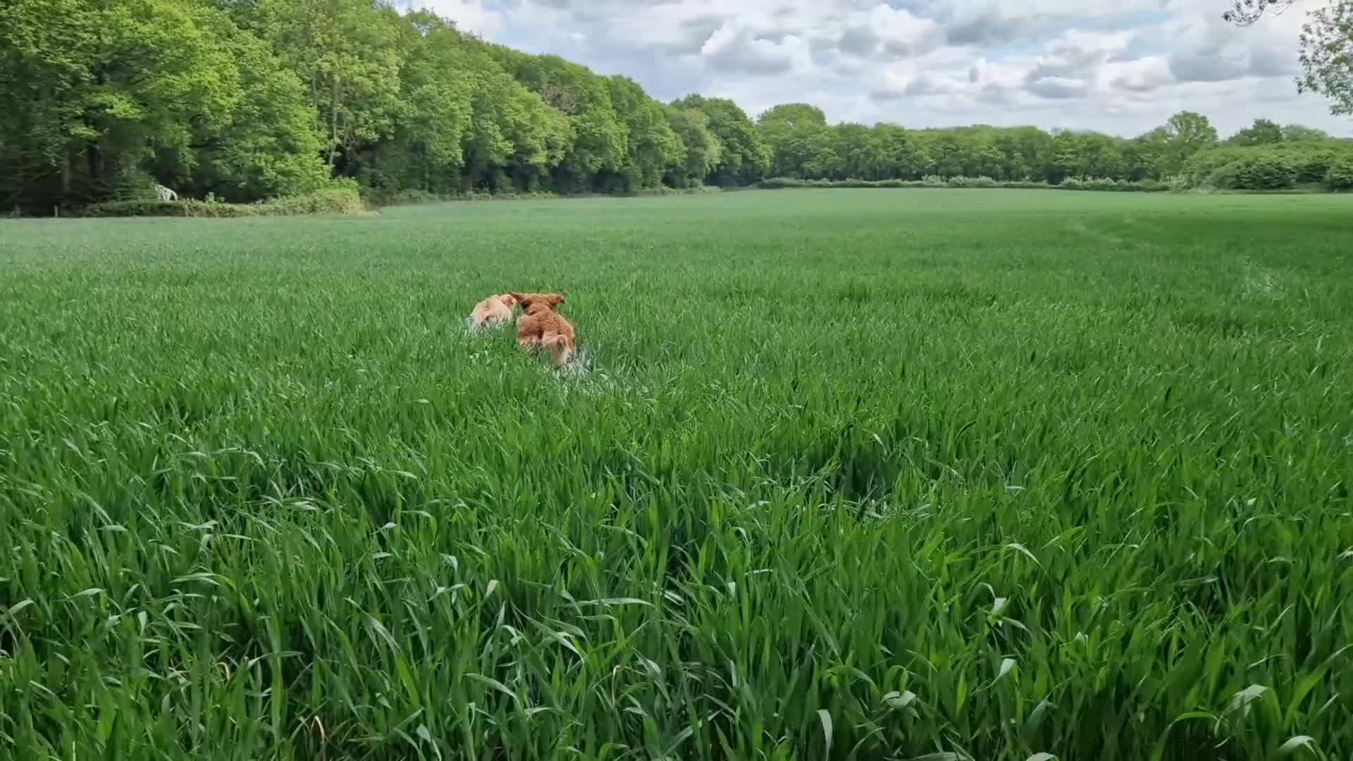 Golden Retriever dogs for sale: Red pups KC Registered Golden Retriever in Oxted - Video 1