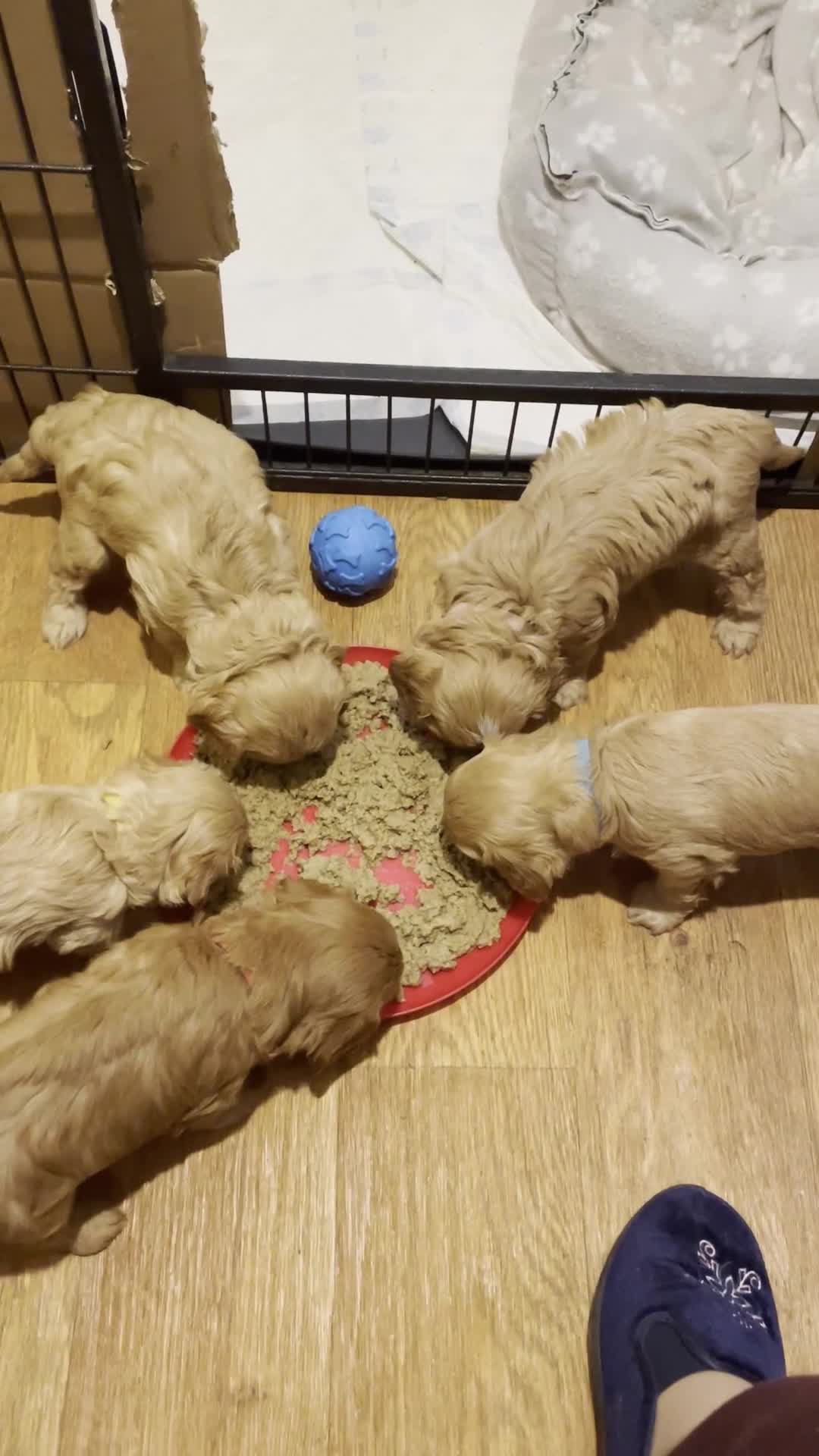Cavapoo dogs for sale: Beautiful Golden cavapoo puppies - Video 1