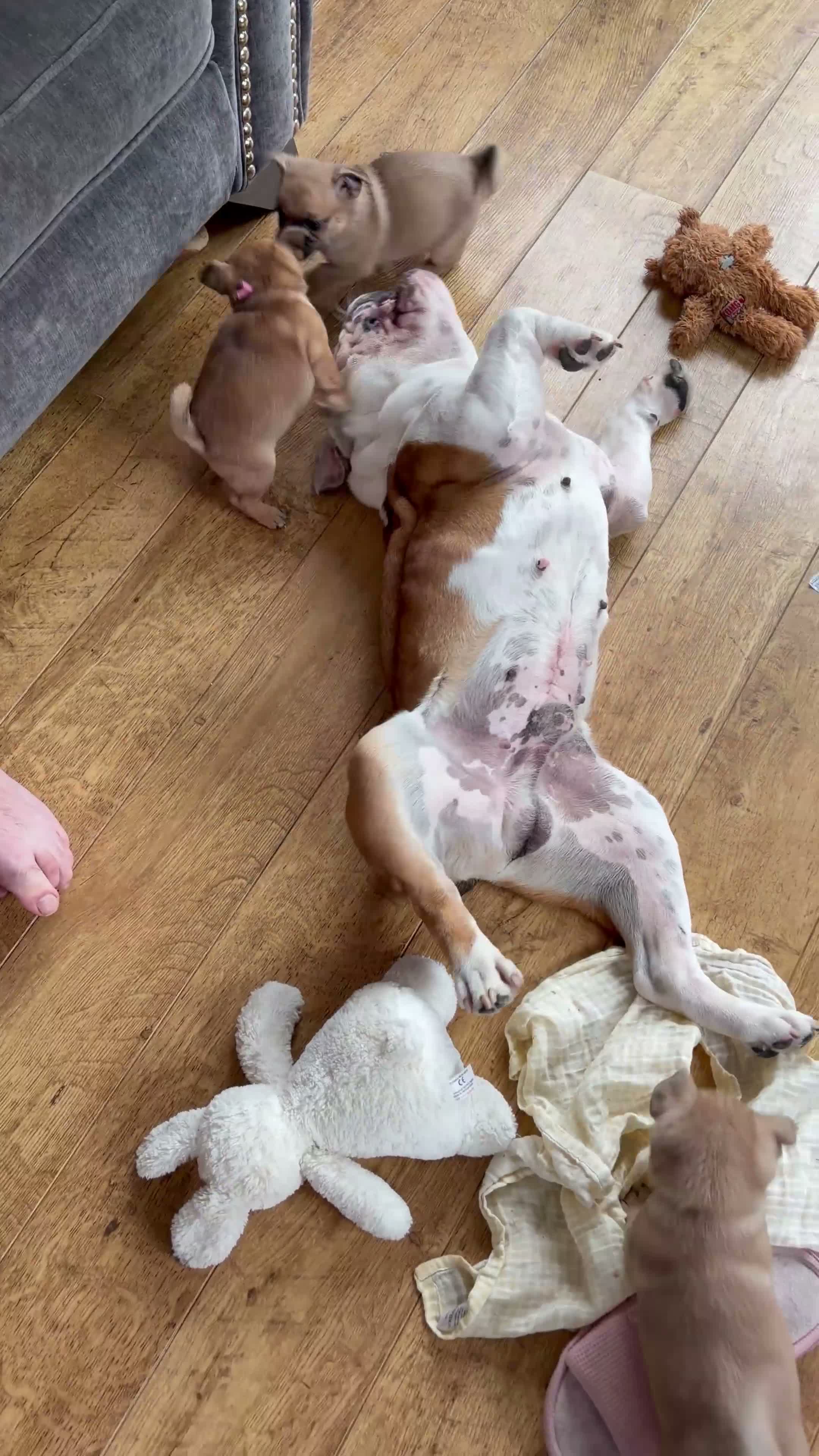 Jug dogs for sale: Jug Puppies For Sale - Video 1