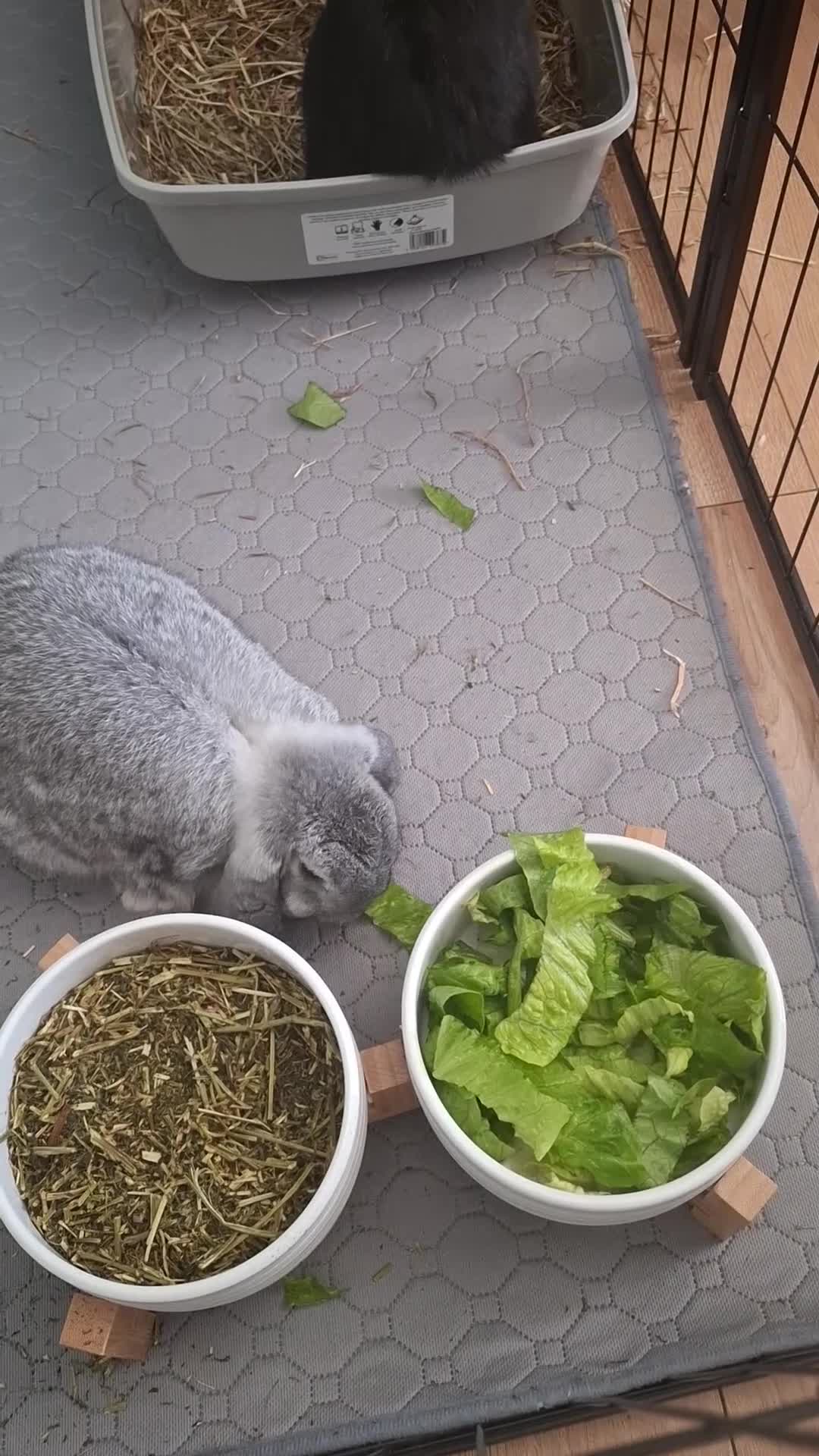 Mini Lop rabbits for sale: 2 sister mini lops  in Port Talbot - Video 1