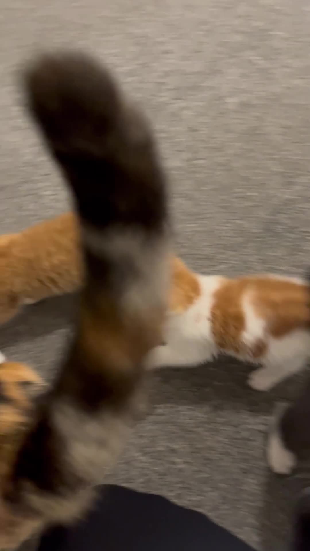 Mixed Breed cats for sale: Beautiful litter of Ginger Kittens  - Video 1