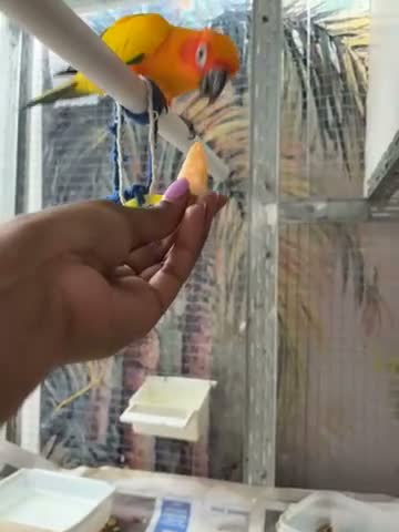Conures birds for sale: Sun conure - Video 2