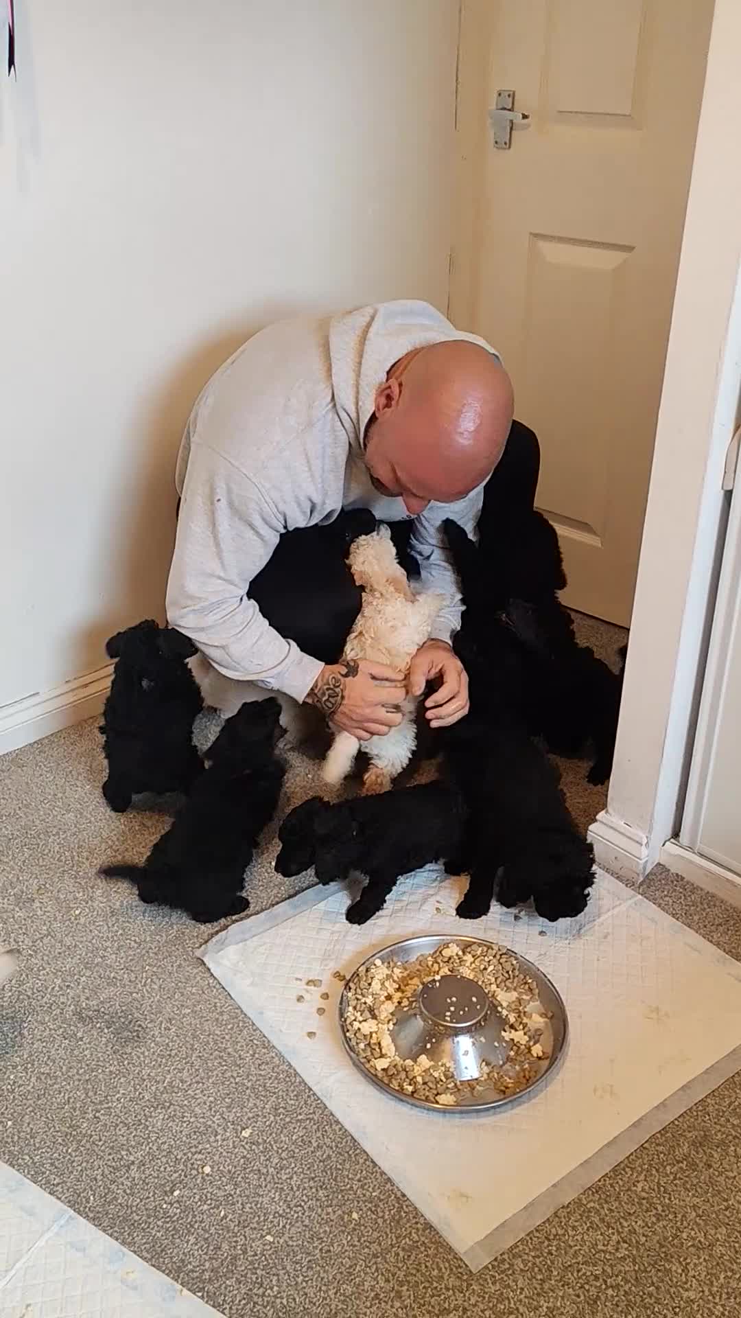 Miniature Poodle dogs for sale: Beautiful Minature Poodles - Video 1