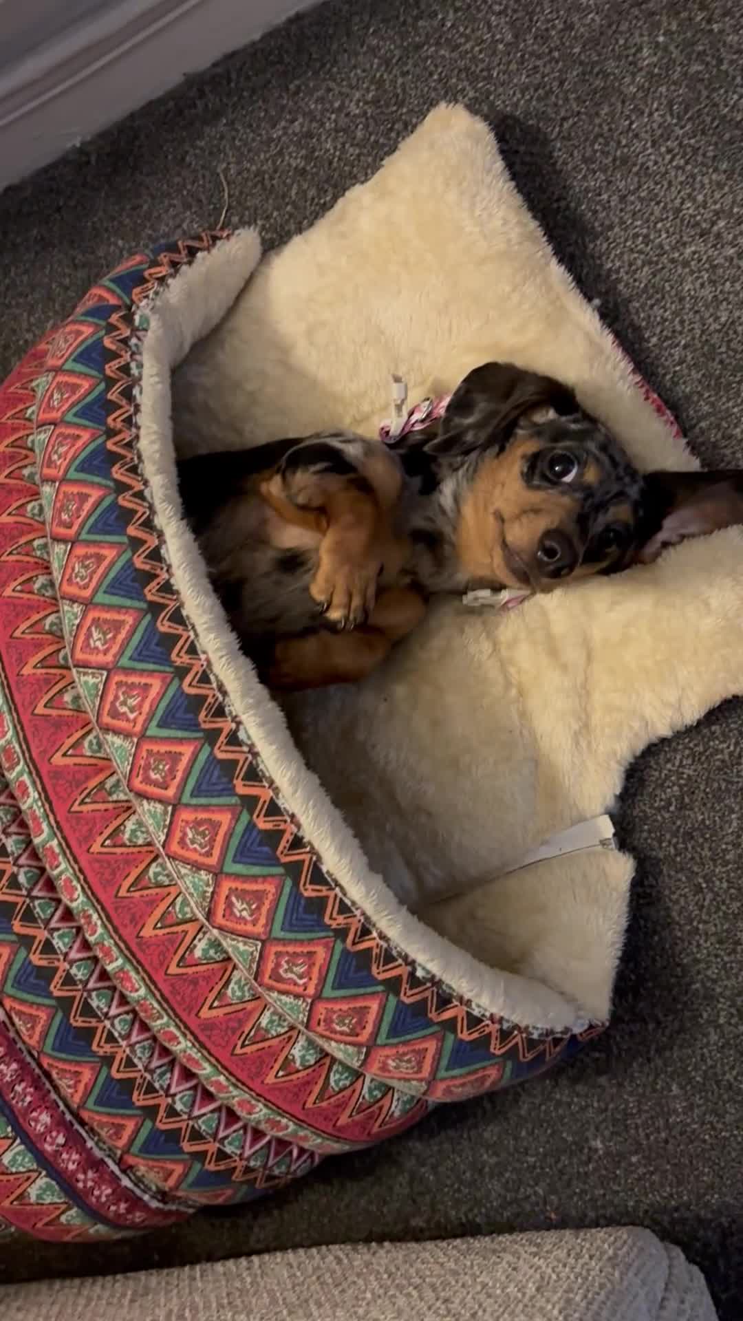 Miniature Dachshund dogs for sale: 10 Month old dapple for sale - Video 1