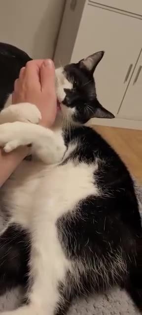 Mixed Breed cats for sale: Arcis friendly pet - Video 1