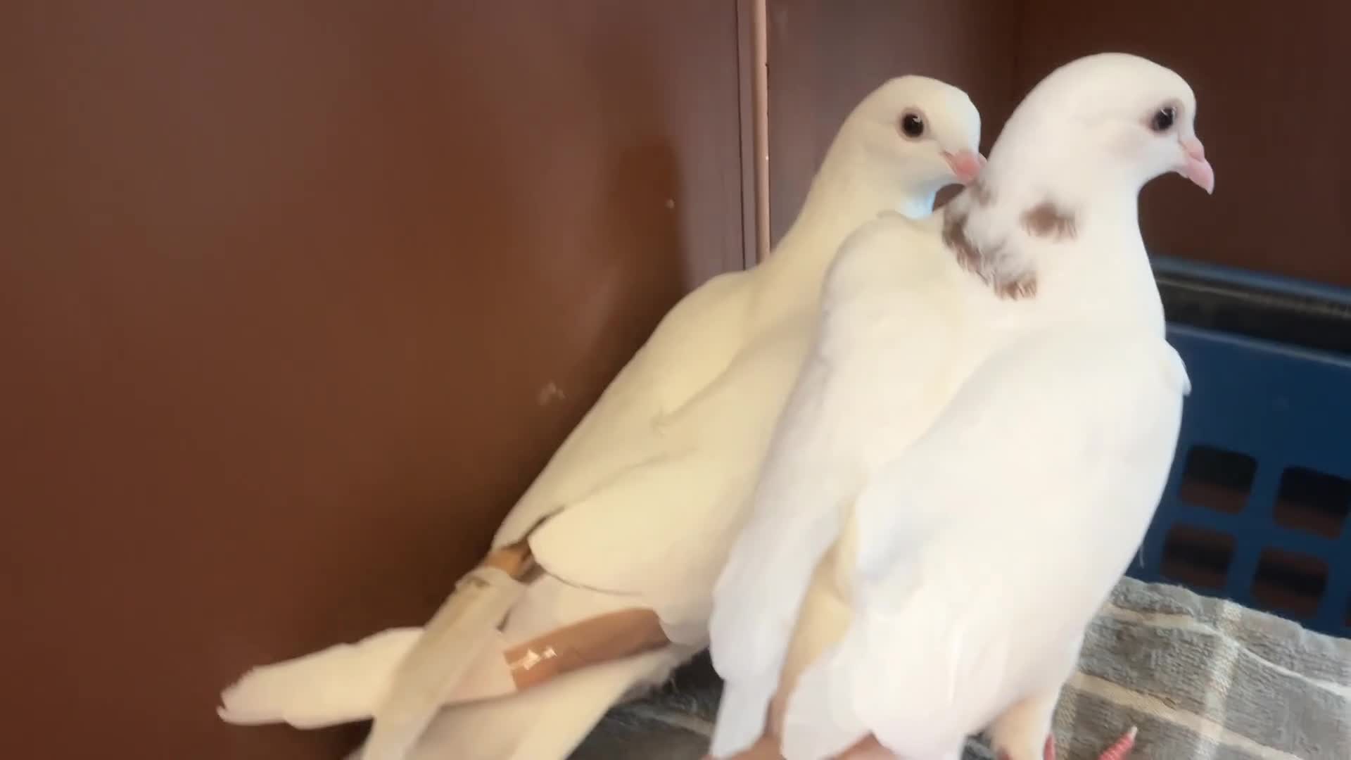 Pigeons birds for sale: A pair of young toghi hybrids  in Oxford - Video 1