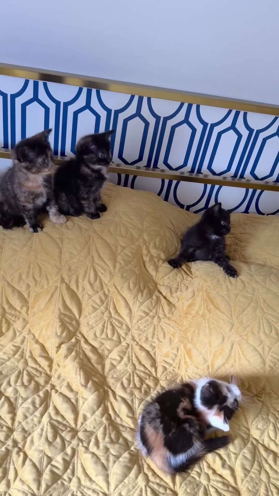 British Shorthair cats for sale: Pure British Shorthair Kittens Ready Now! - Video 2